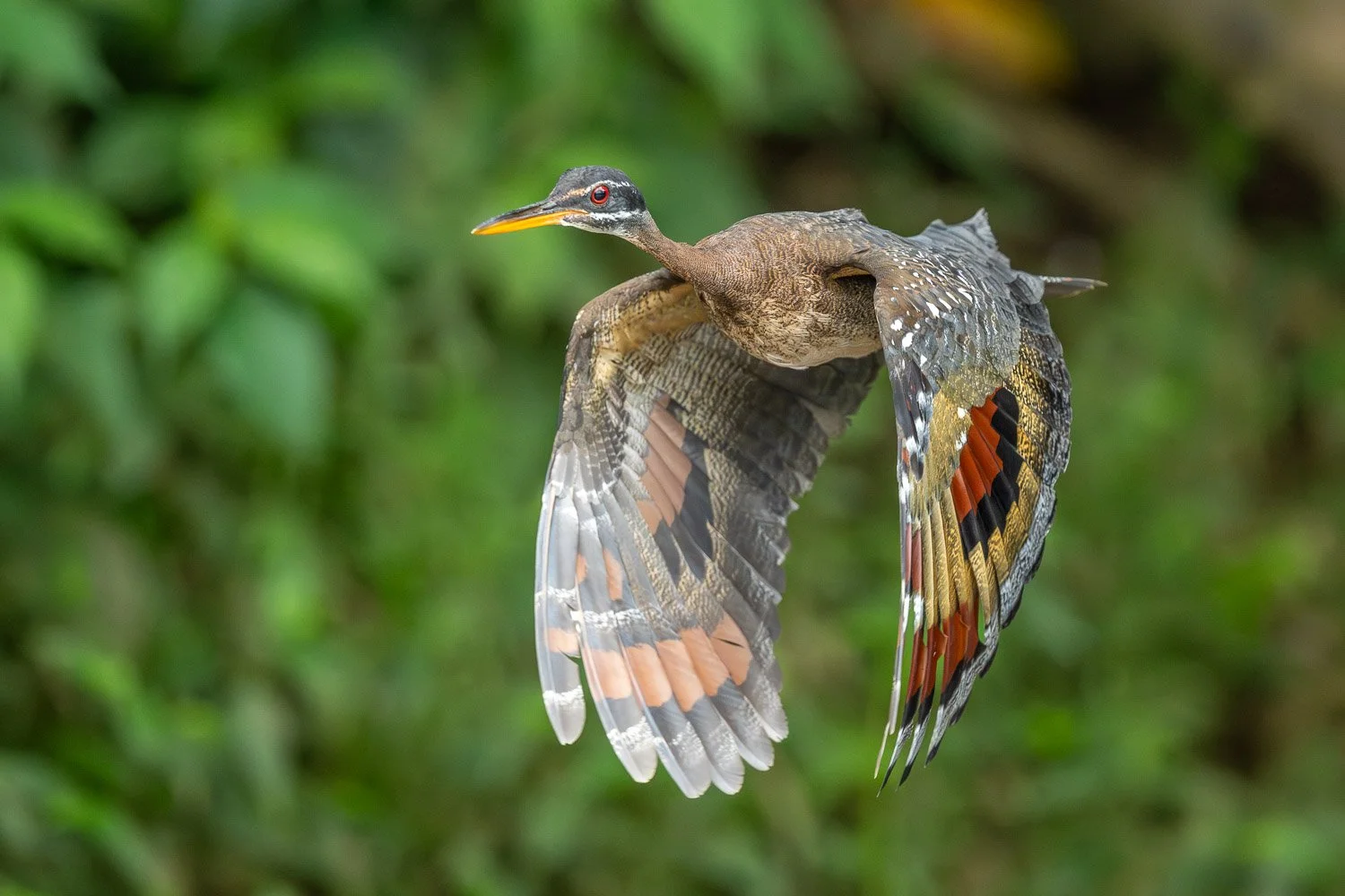 CostaRica_StefanForster_20262.jpg