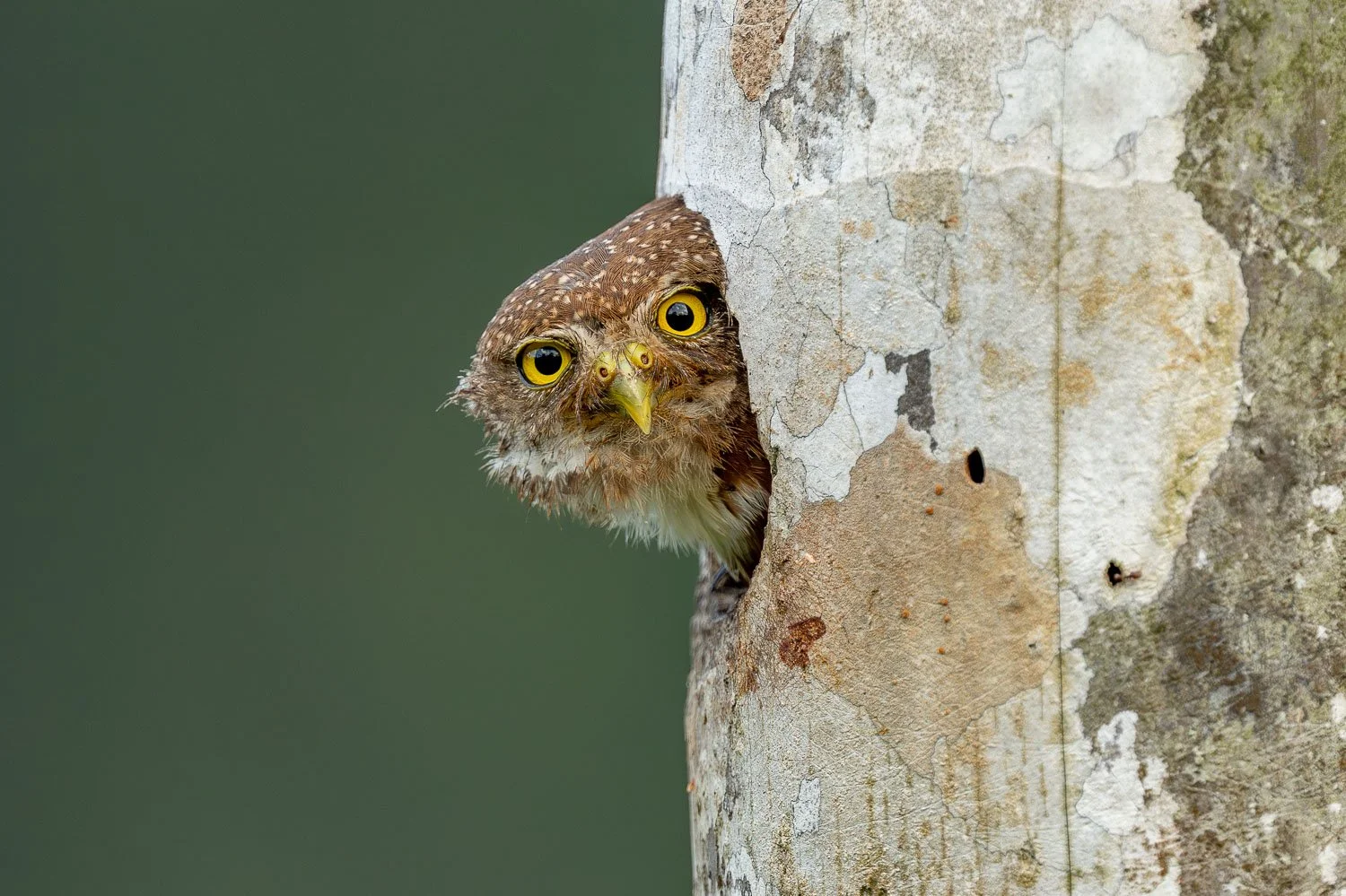 CostaRica_StefanForster_202630.jpg