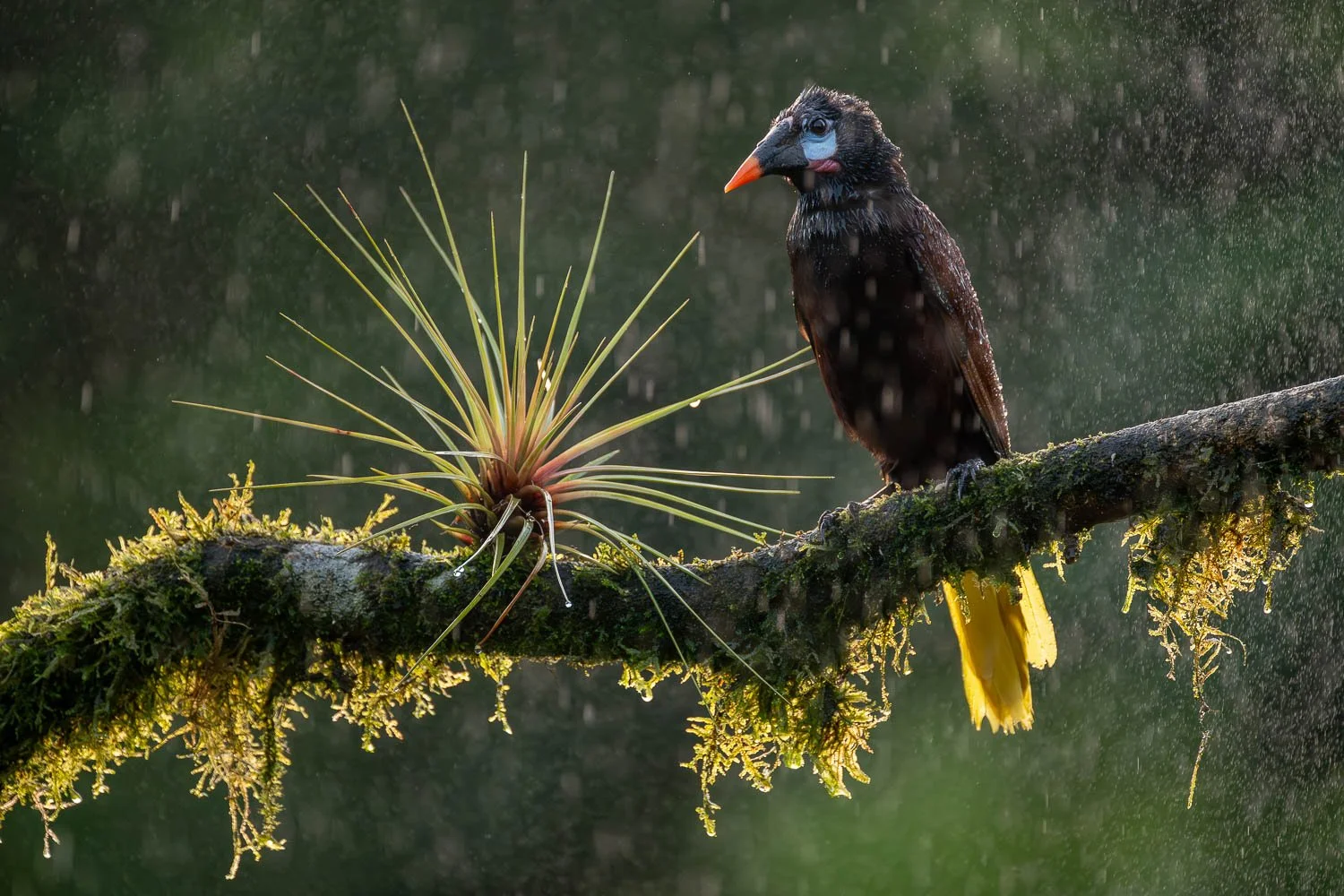 CostaRica_StefanForster_202622.jpg