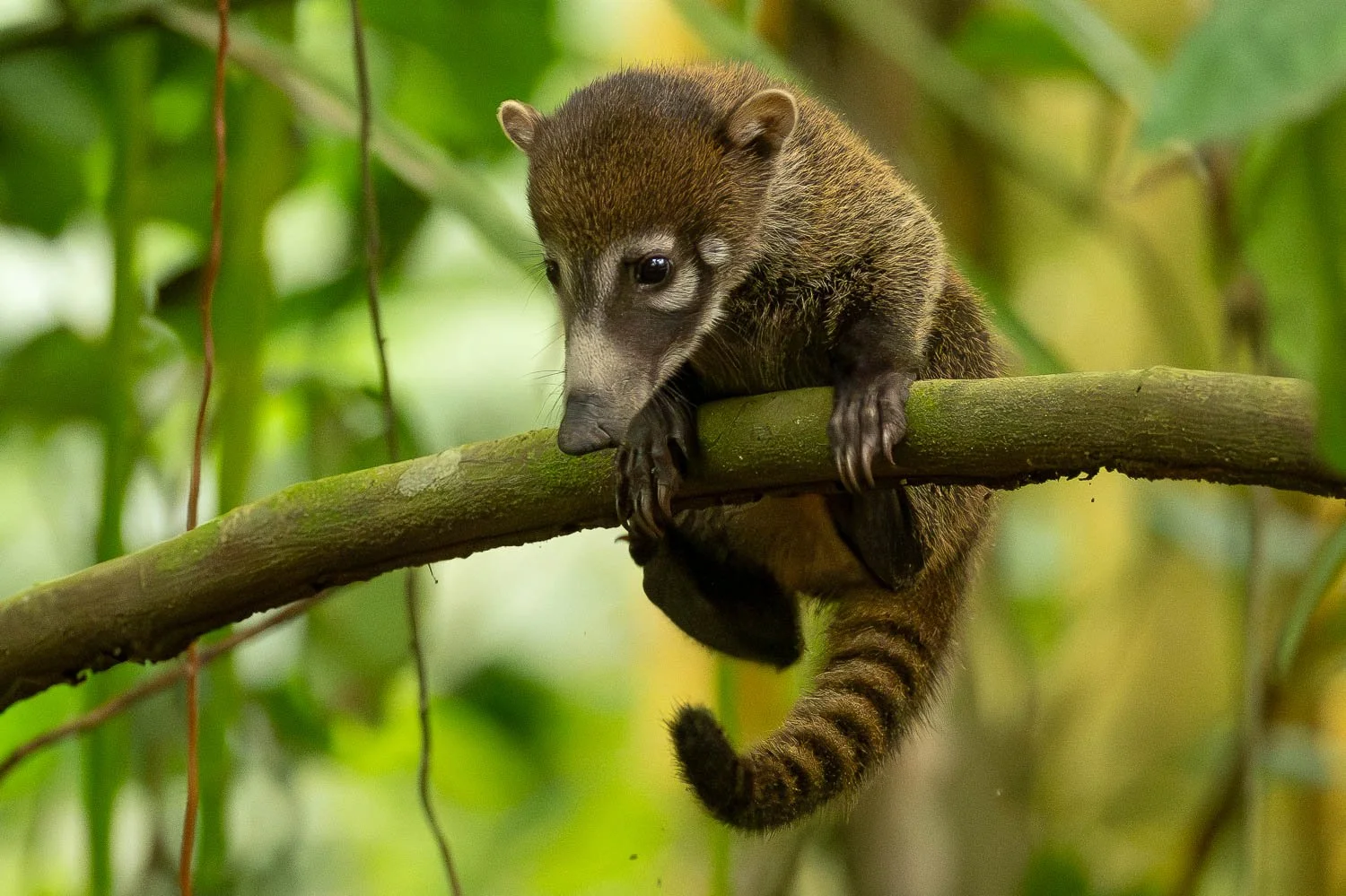 CostaRica_StefanForster_20263.jpg