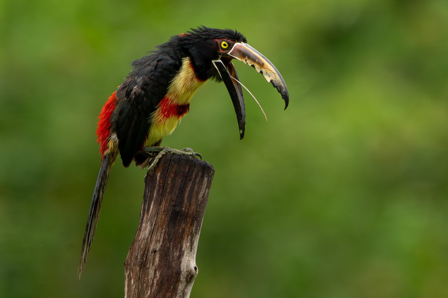 CostaRica_StefanForster_20266.jpg