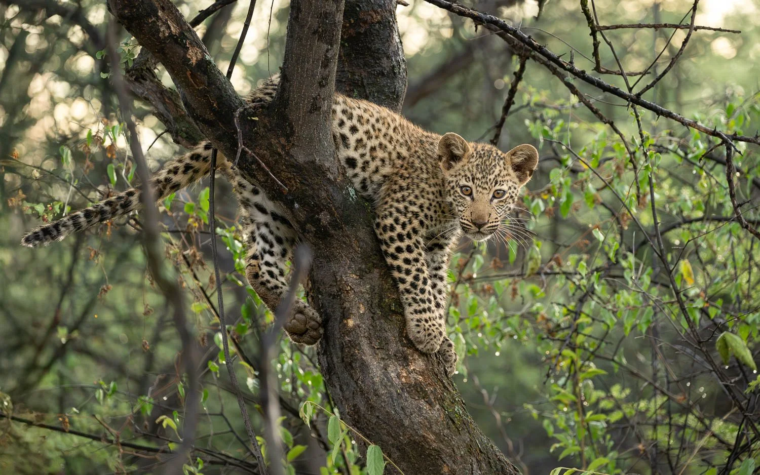 Namibia_StefanForster_2026_2.jpg