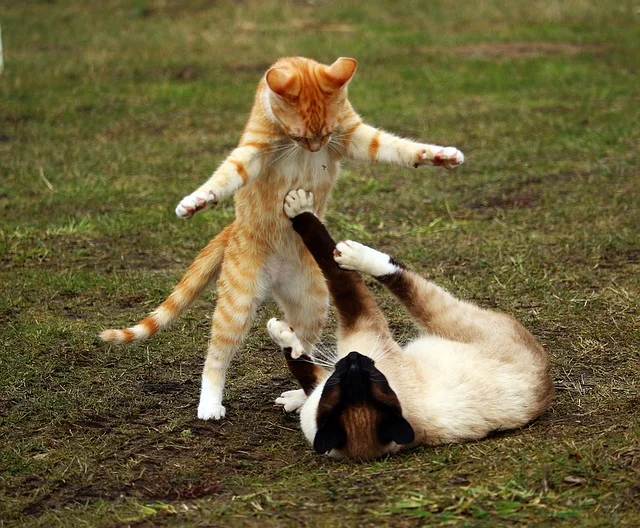 Fight Fight Fight!