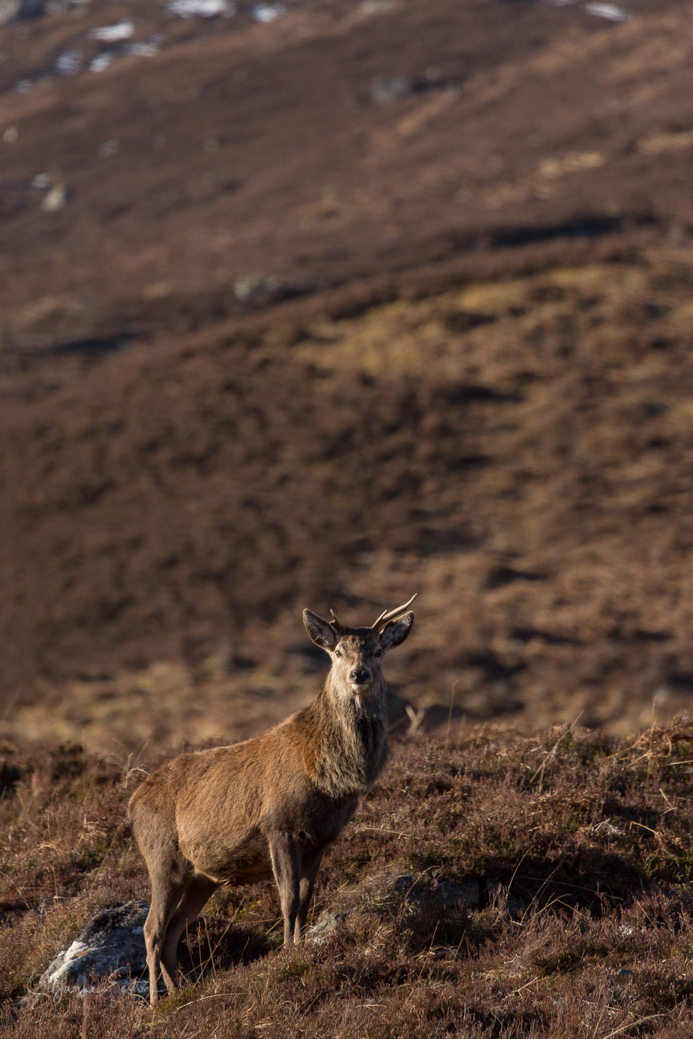 Red deer in the Scottish highlands
