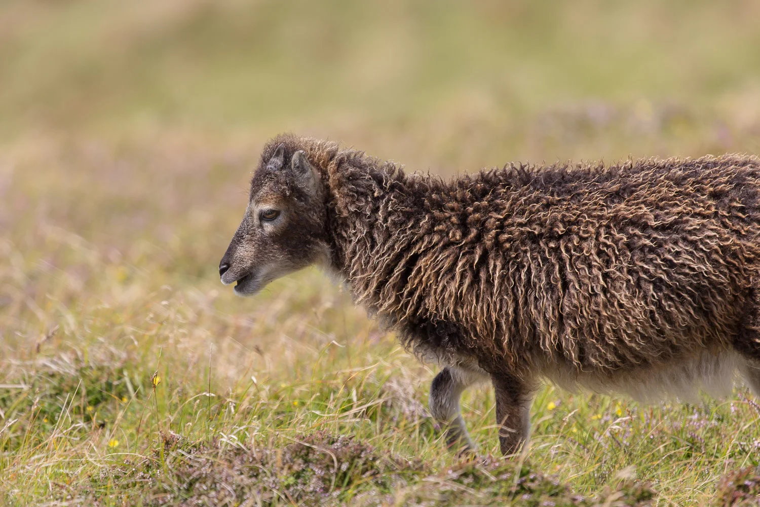 Soay lamb on Lundy