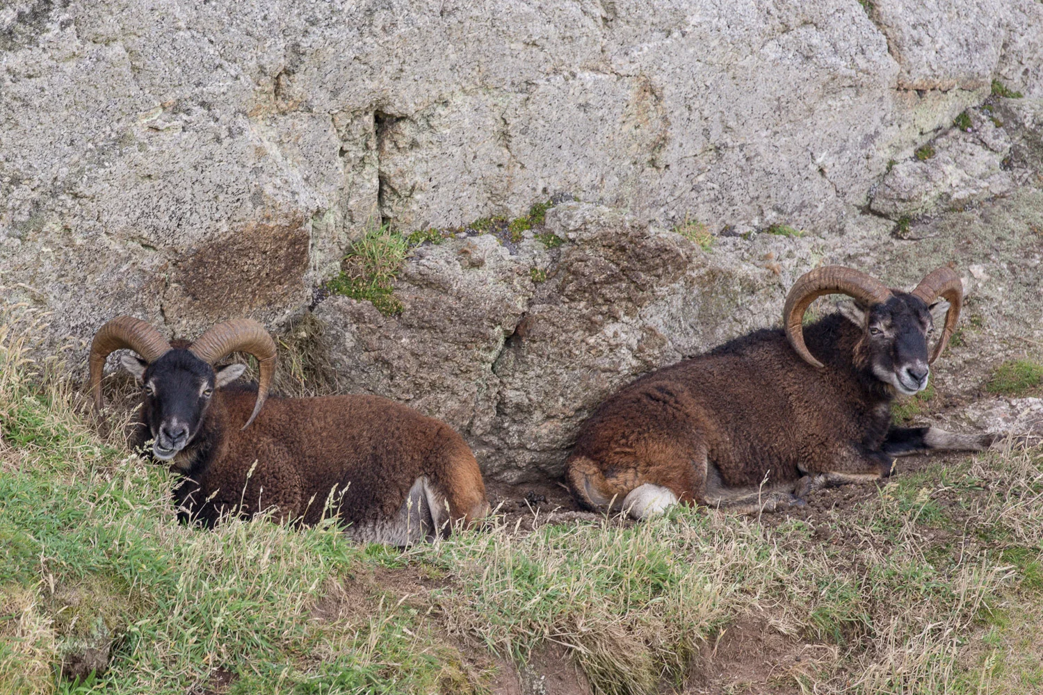 Soay rams on Lundy