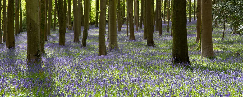 The native English bluebell Hyacinthoides non-scripta carpets the woodland in a fragrant blue carpet in April and May