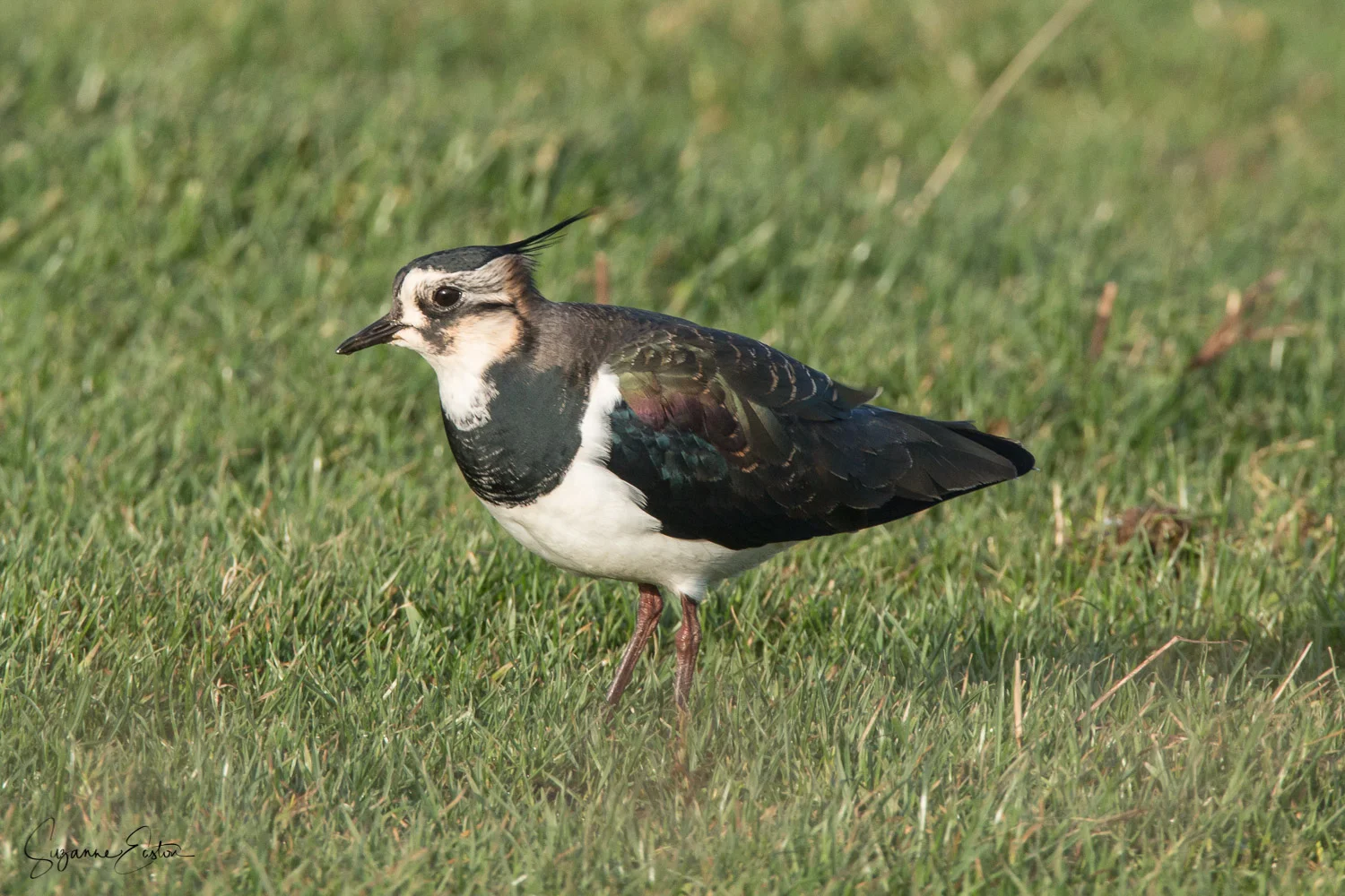 Lapwing in Orkney with its distinctive crest