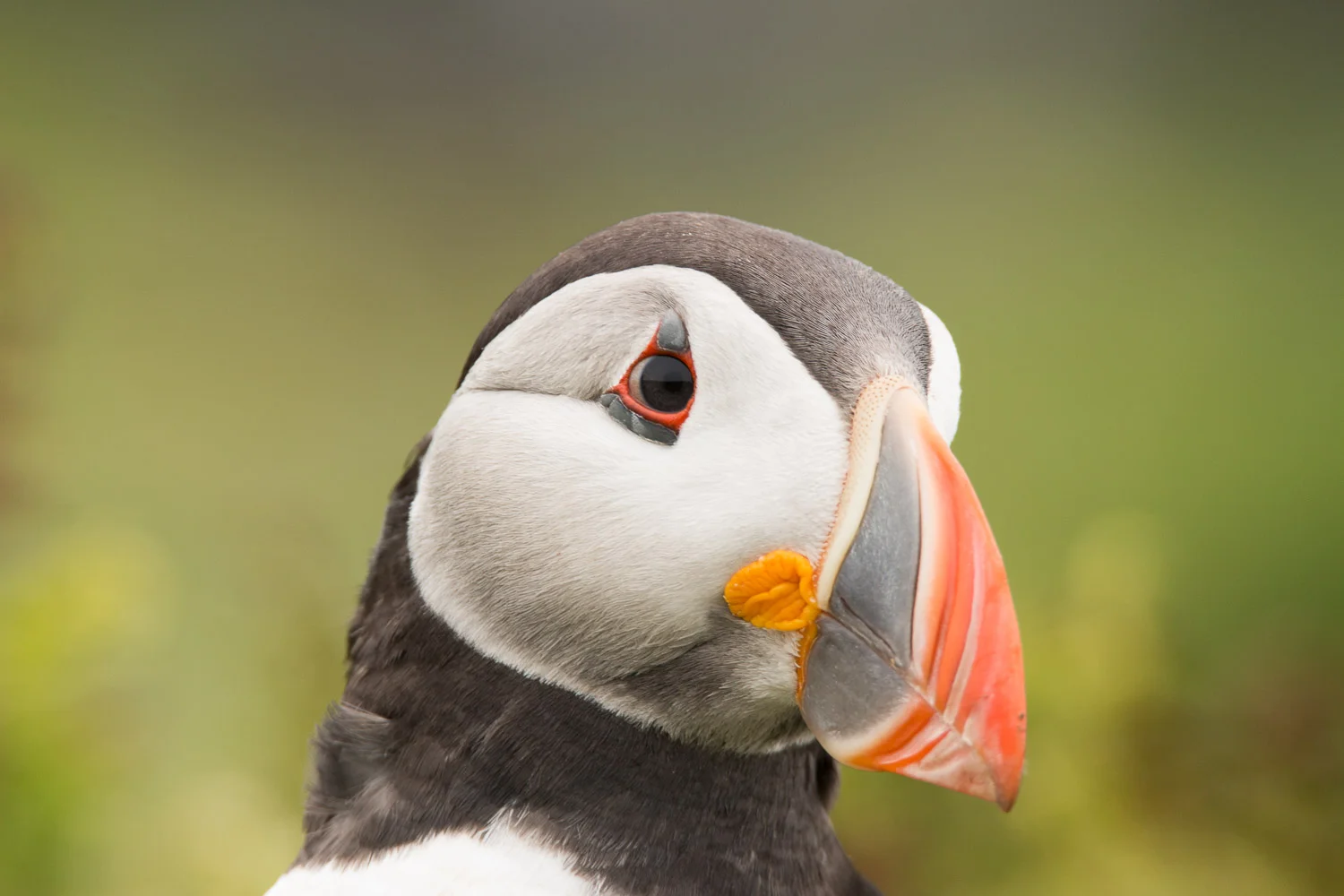 Puffin portrait on Skomer Island