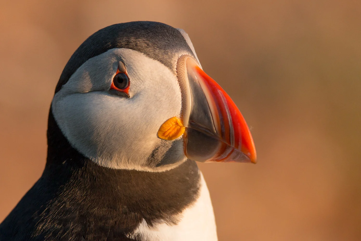 Puffin in afternoon light on Skomer Island