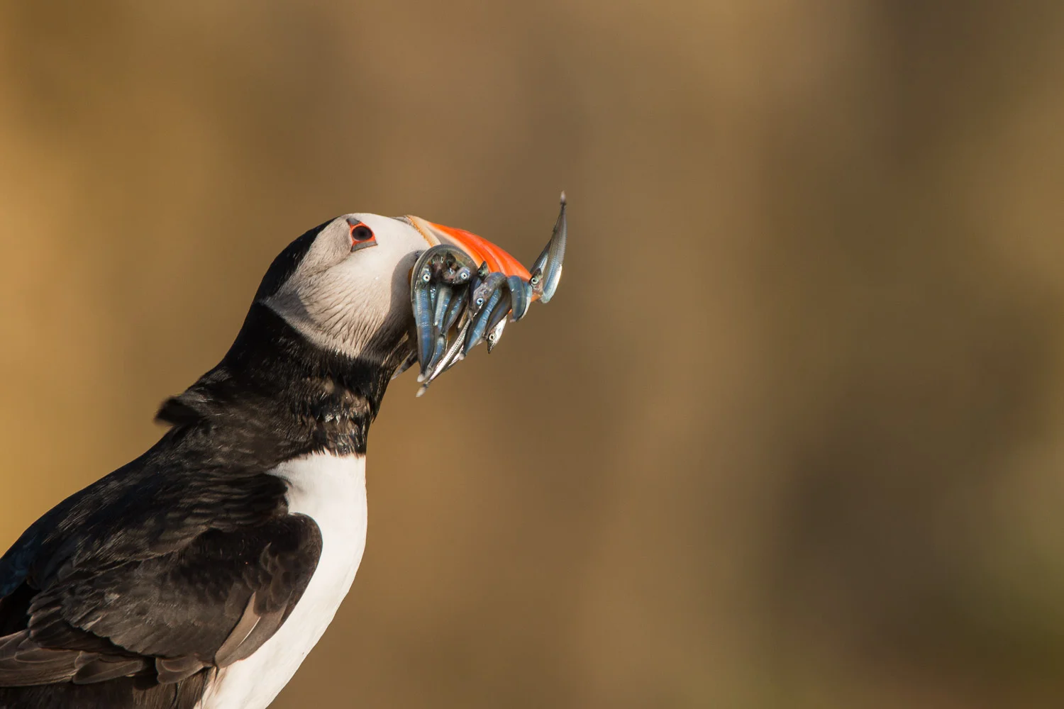 Puffin watching for gulls with a mouthful of sand eels on Skomer Island