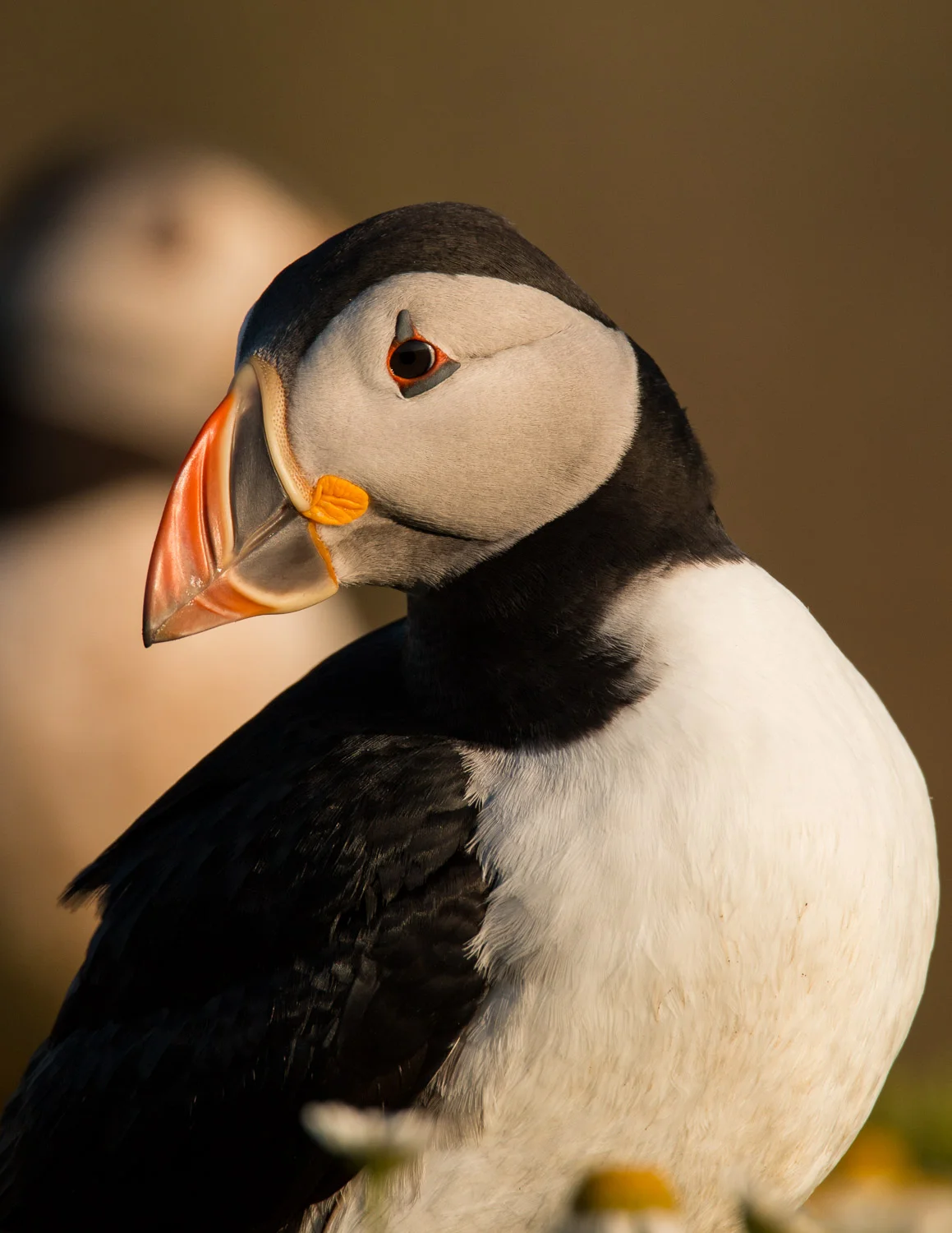 Puffin in golden light on Skomer Island