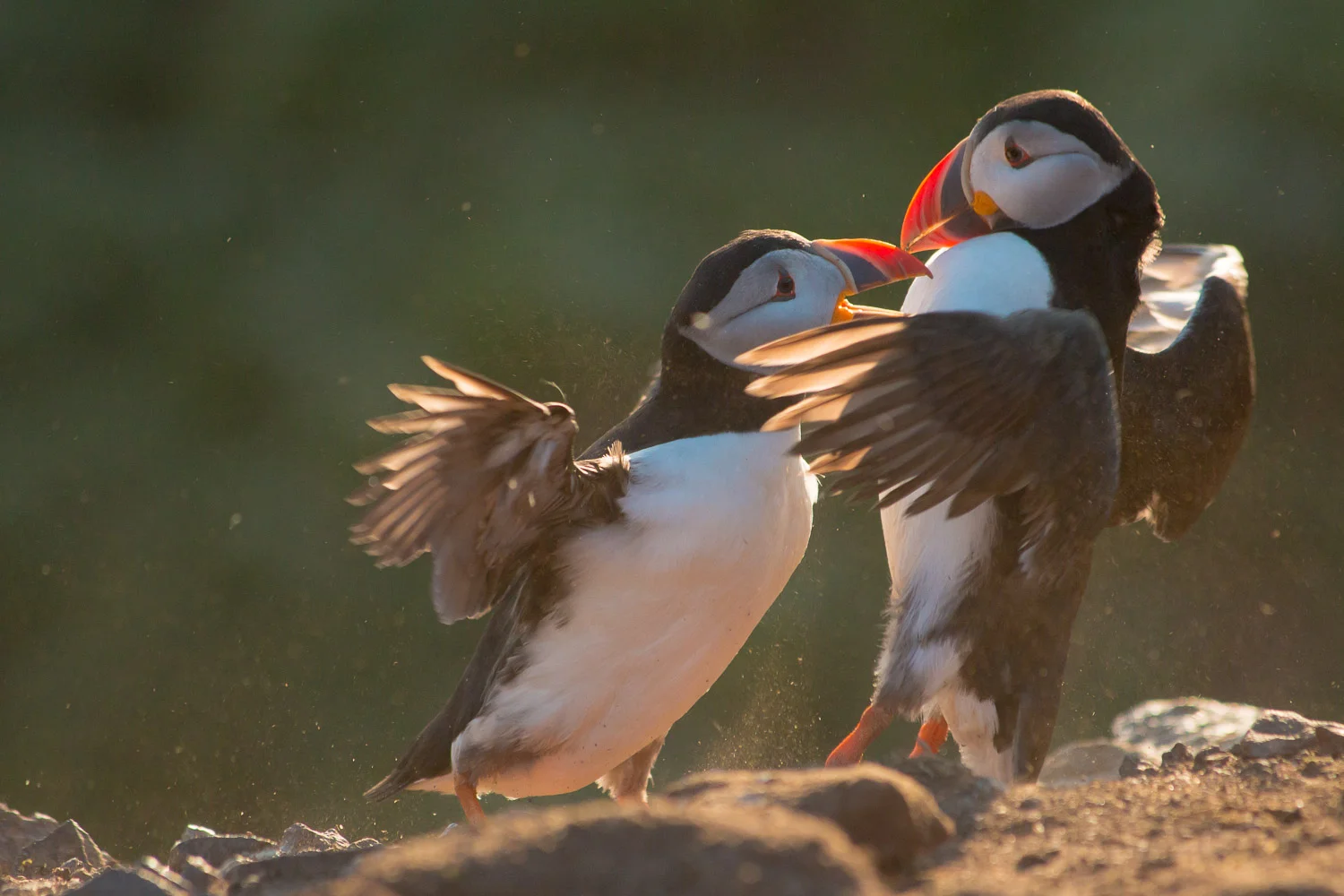 Puffins squabbling on Skomer Island