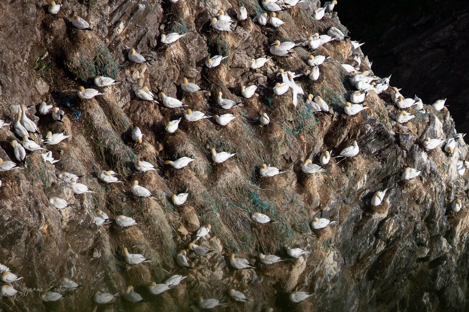 The cliffs at Hermaness in Shetland are home to 25580 breeding pairs of gannets. Their nests used to be made from twigs and mud but are becoming more man made