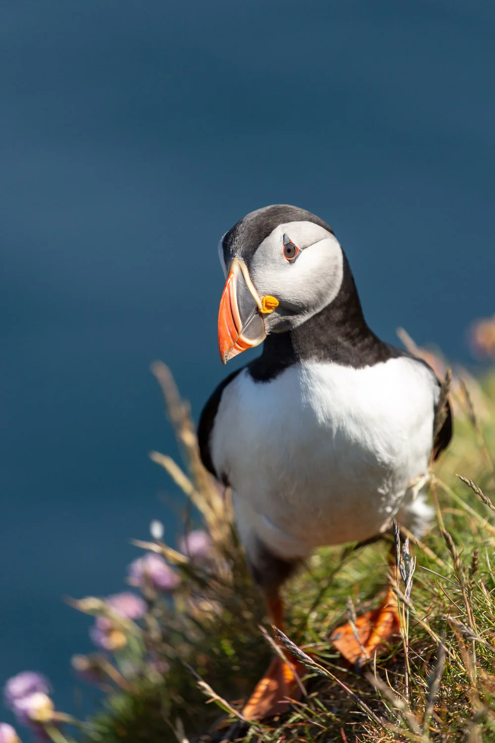 puffin-3.jpg