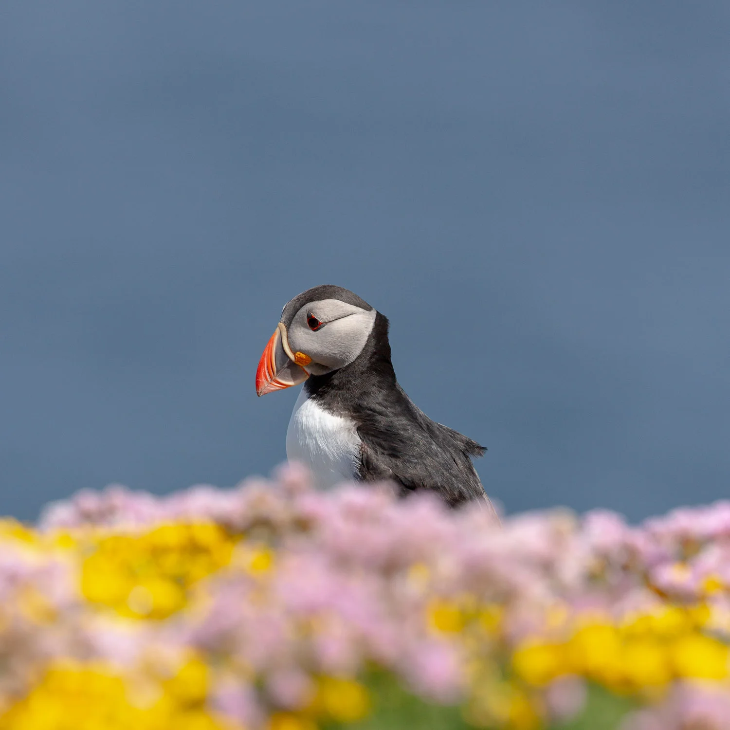 puffin.jpg
