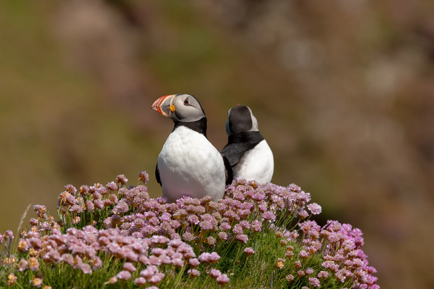 puffin-4.jpg