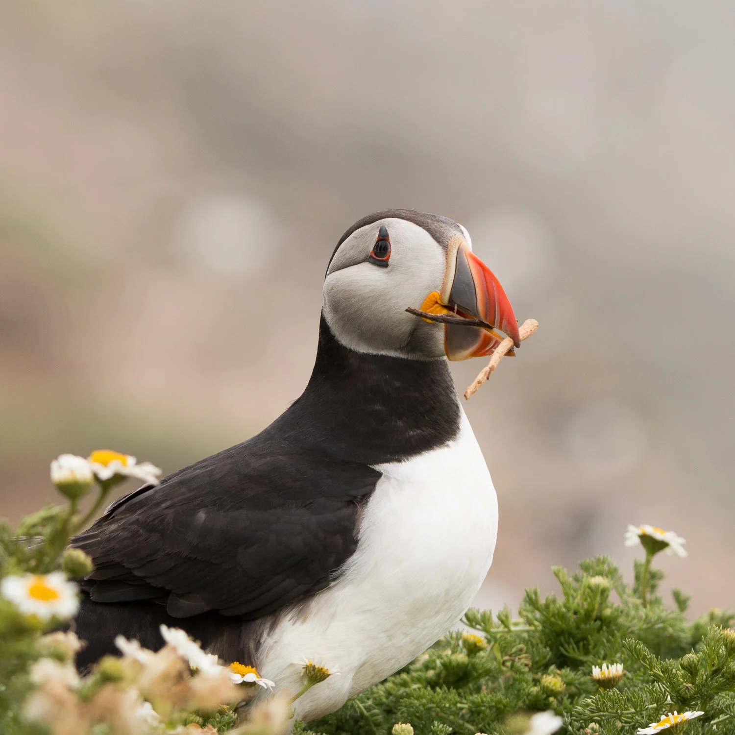 puffin-2.jpg