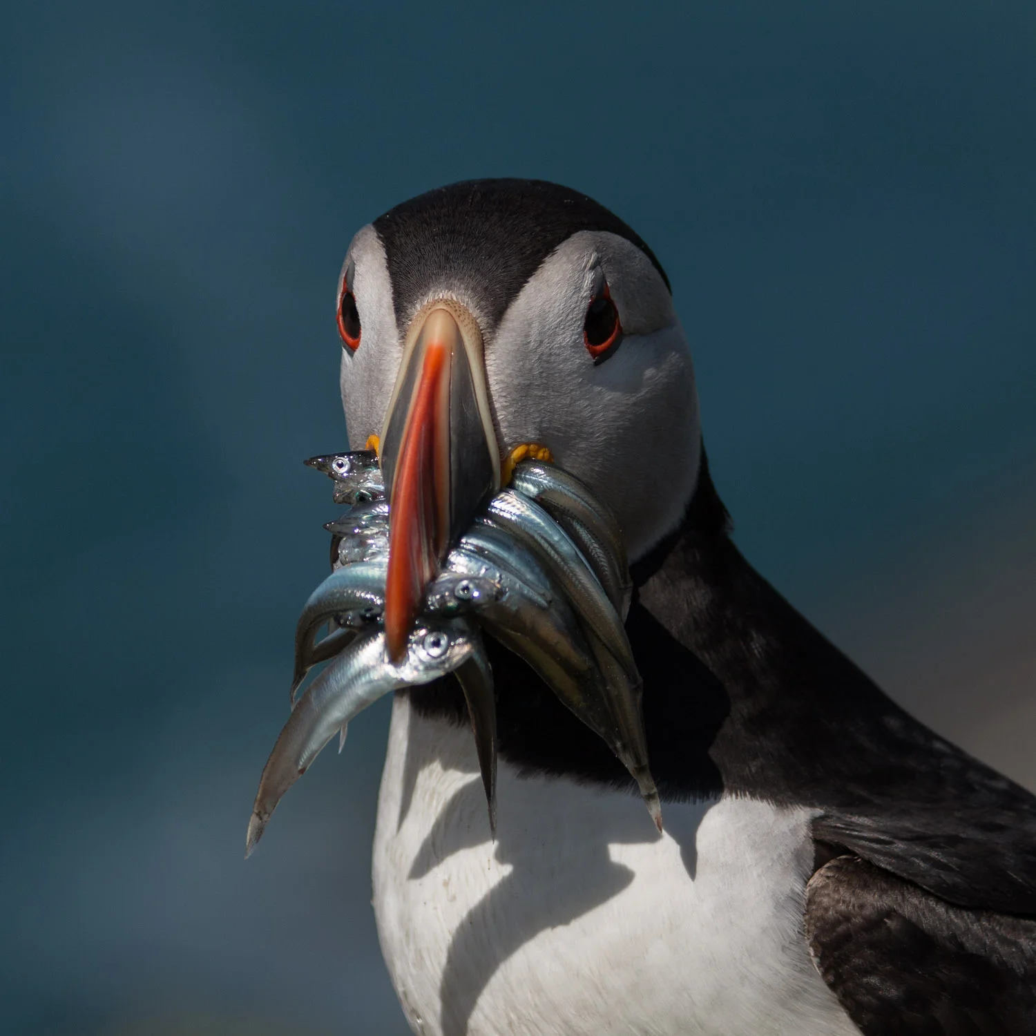 puffin-15.jpg