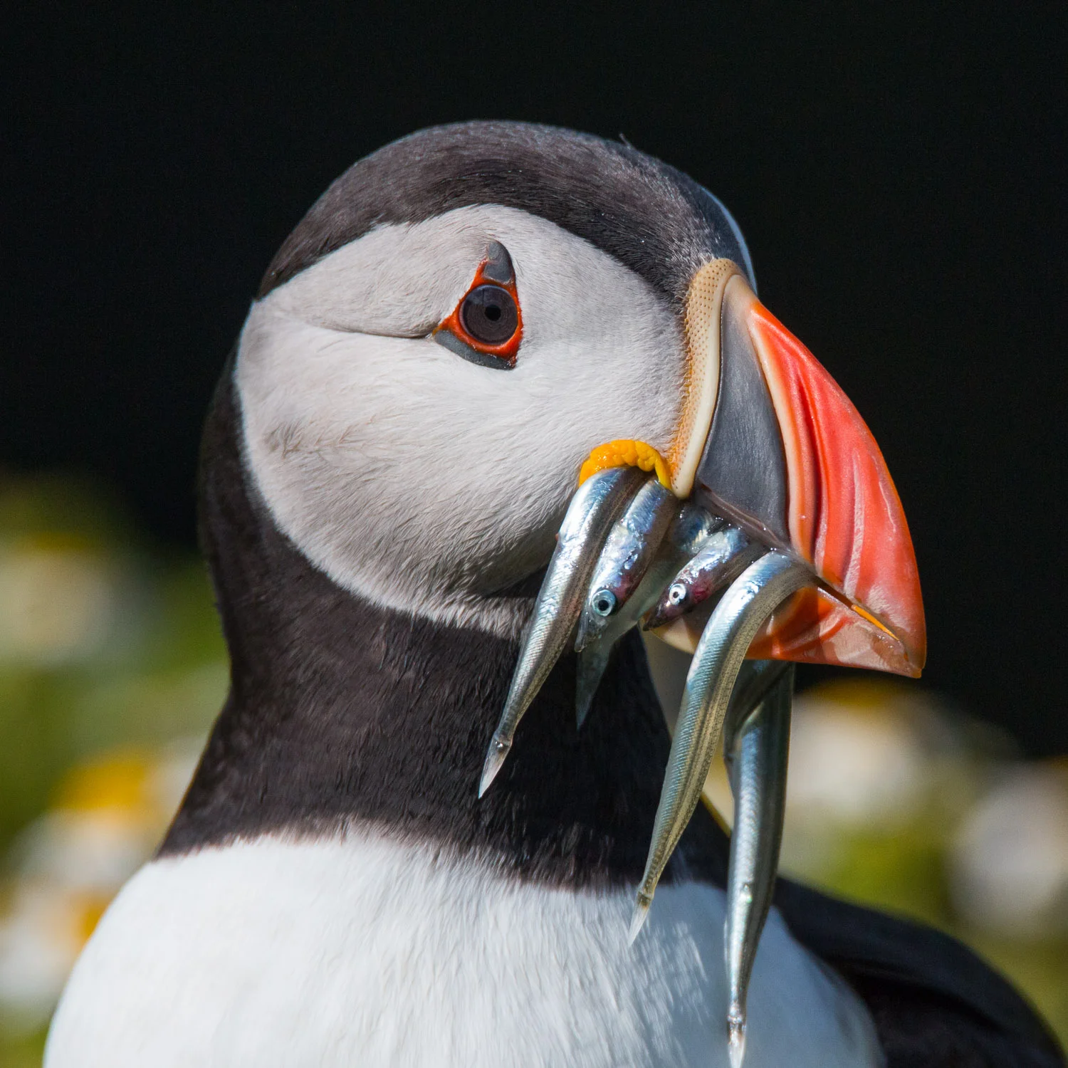 puffin-16.jpg