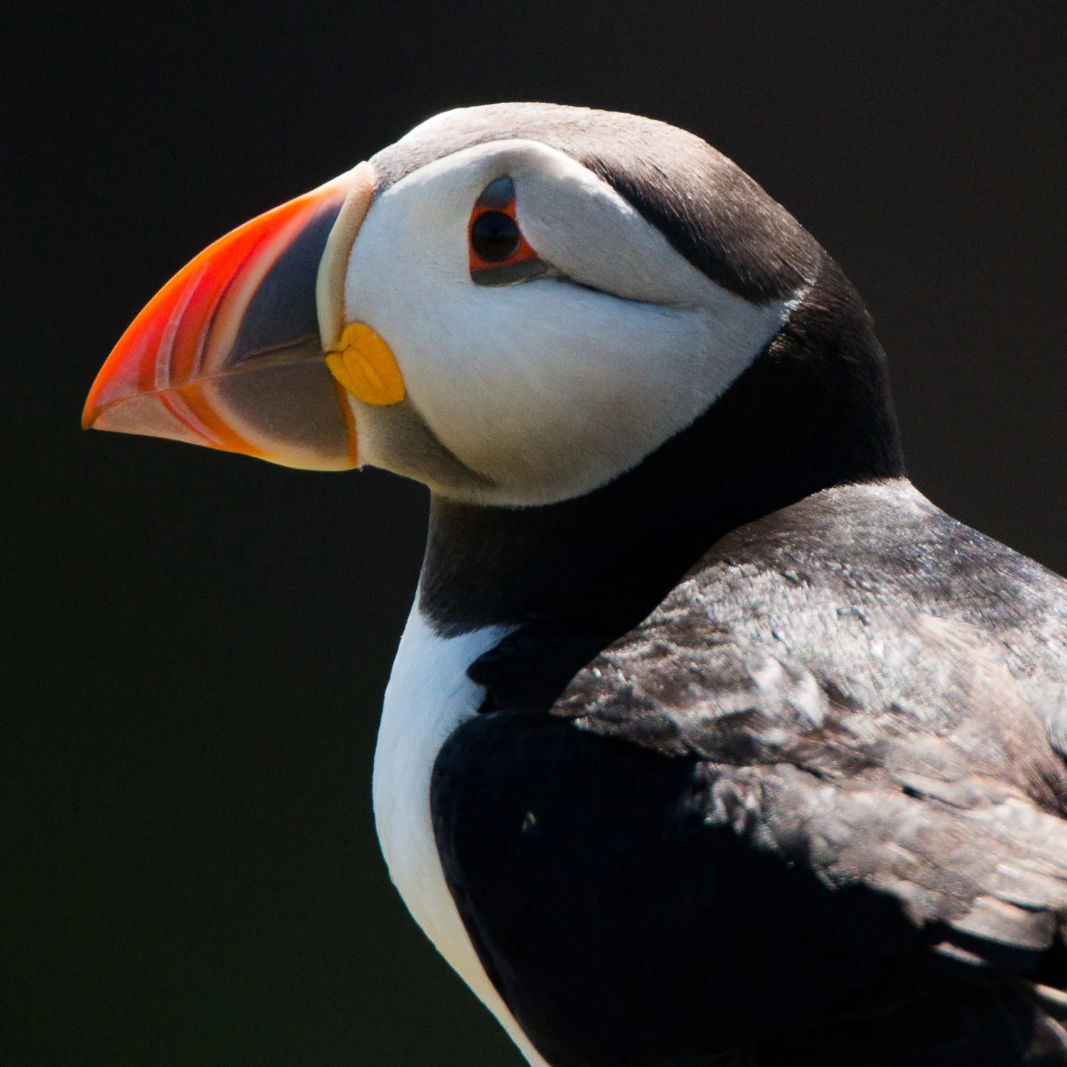 puffin-18.jpg