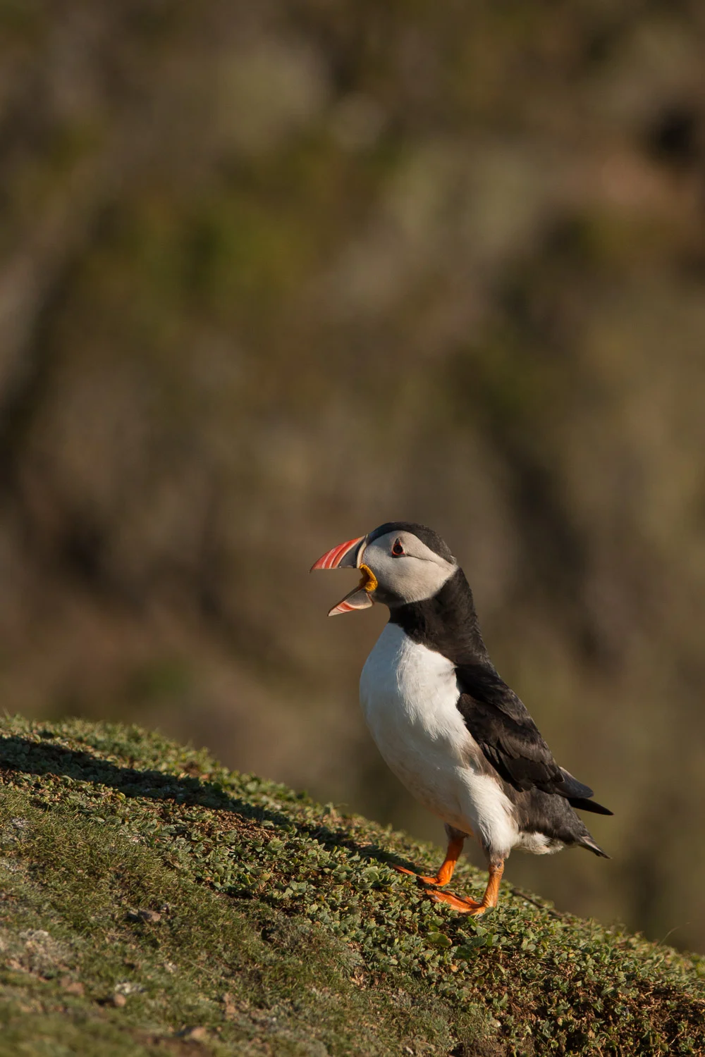 puffin-19.jpg