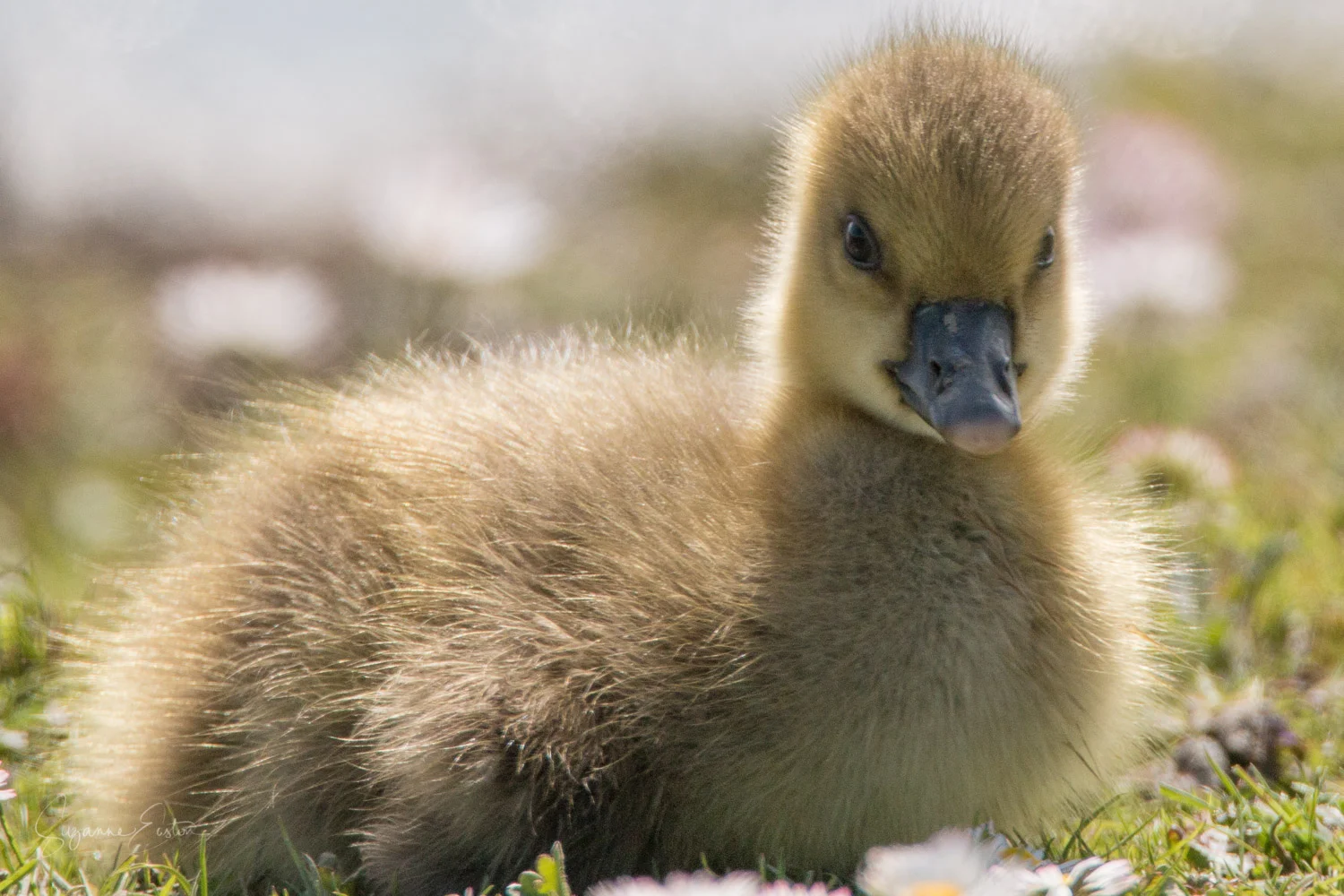 Greylag Gosling