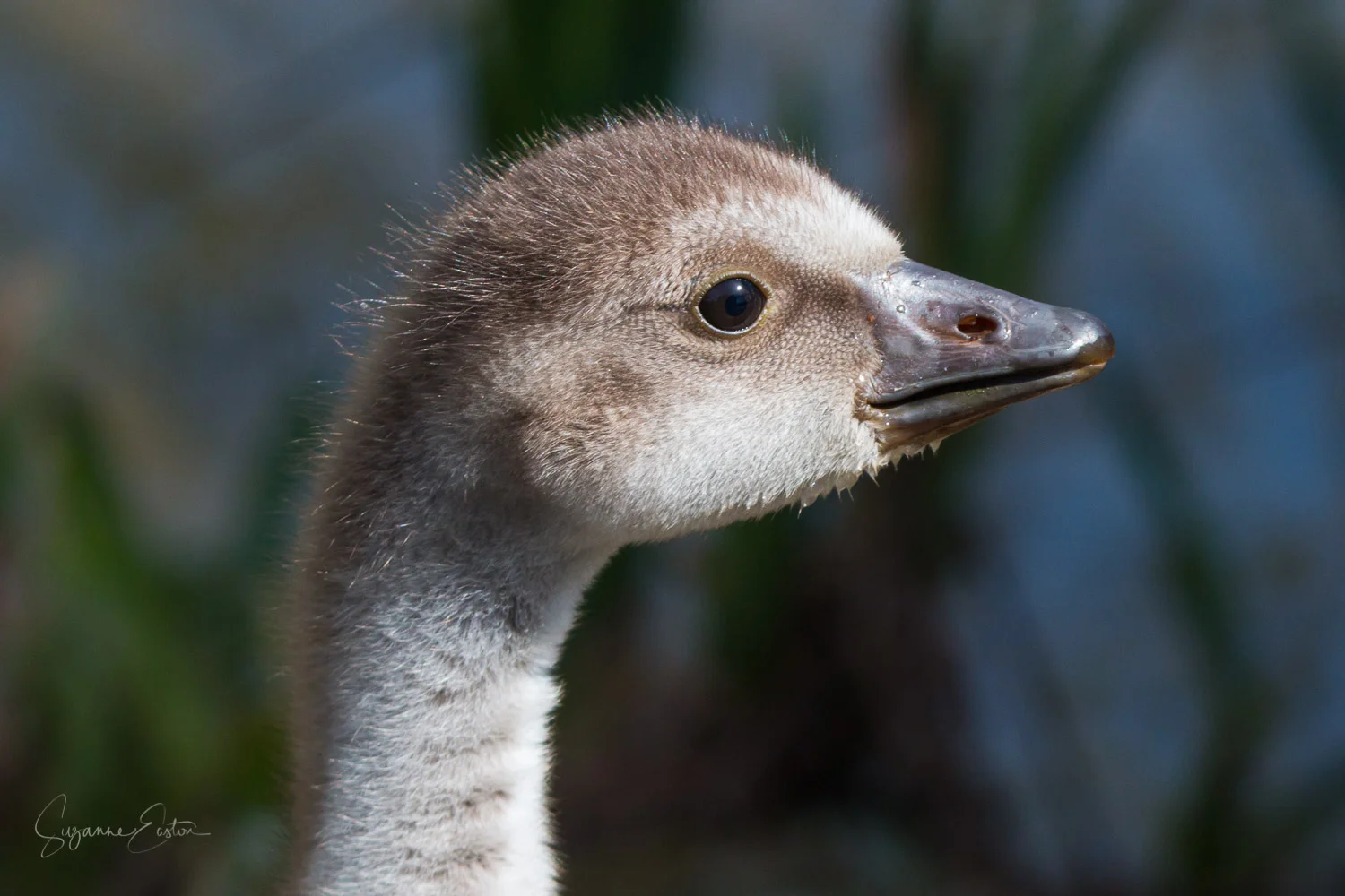 Hawaiian gosling