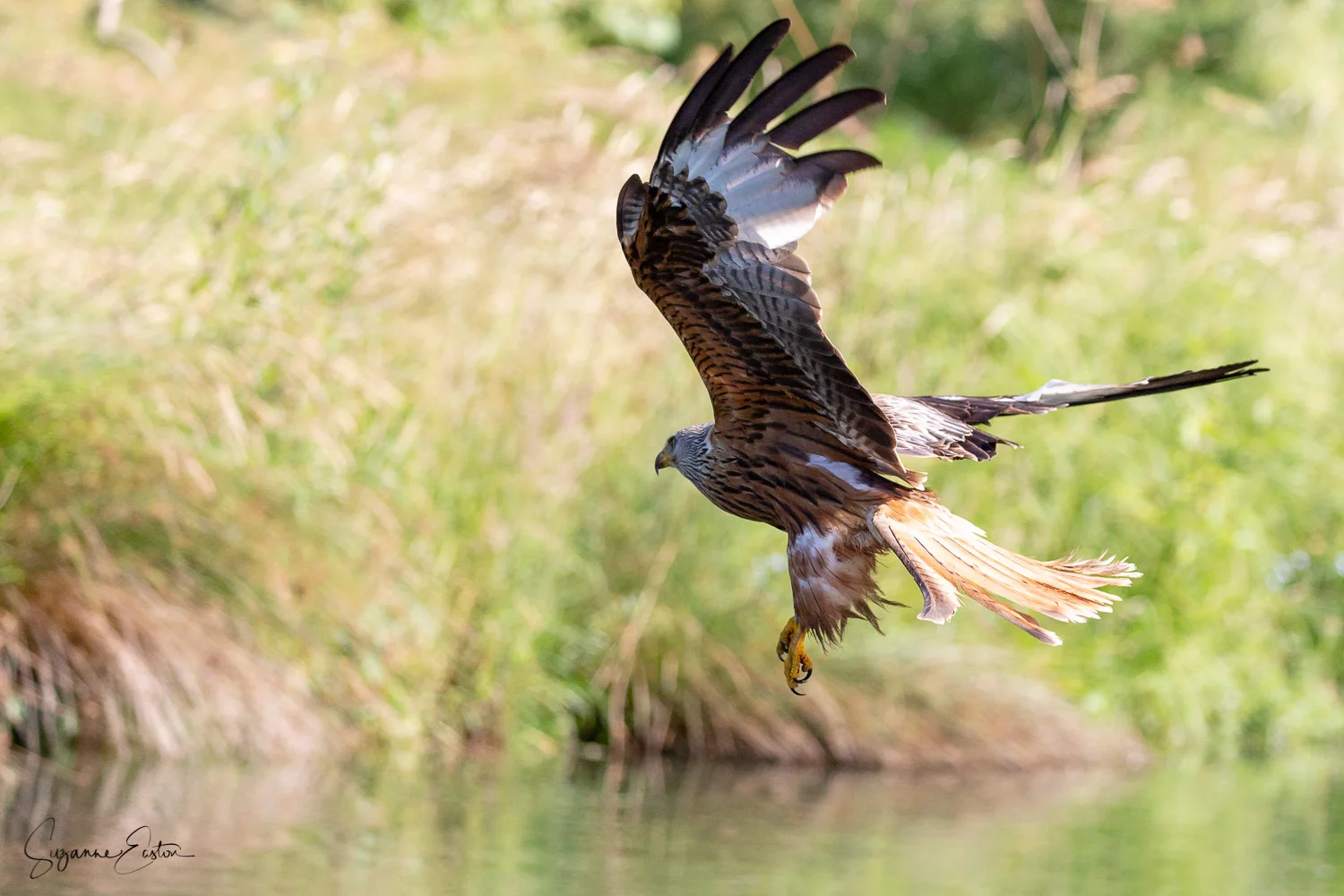 red kite trout-2.jpg