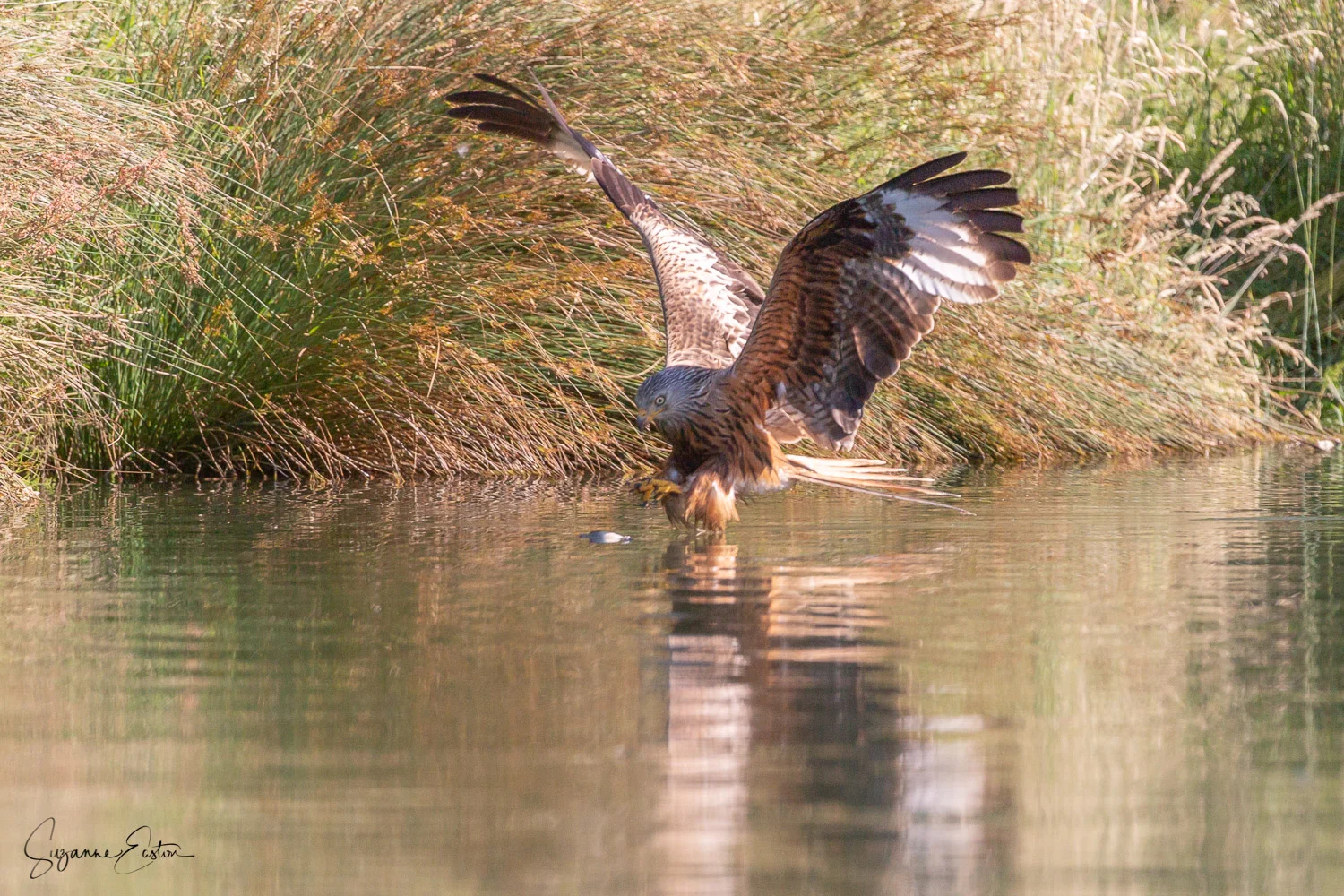red kite trout-5.jpg