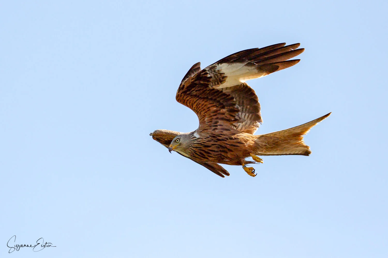 red kite trout.jpg