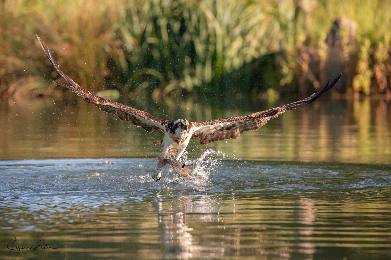 osprey dive-6.jpg
