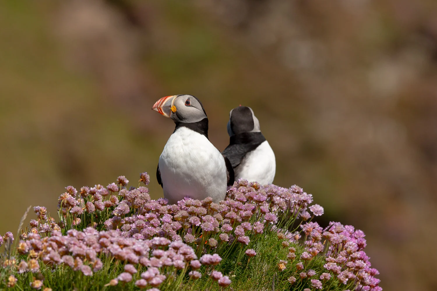 Puffins sit back to back at Sumburgh Head on Shetland