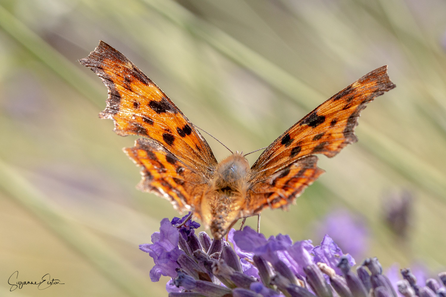 comma.jpg
