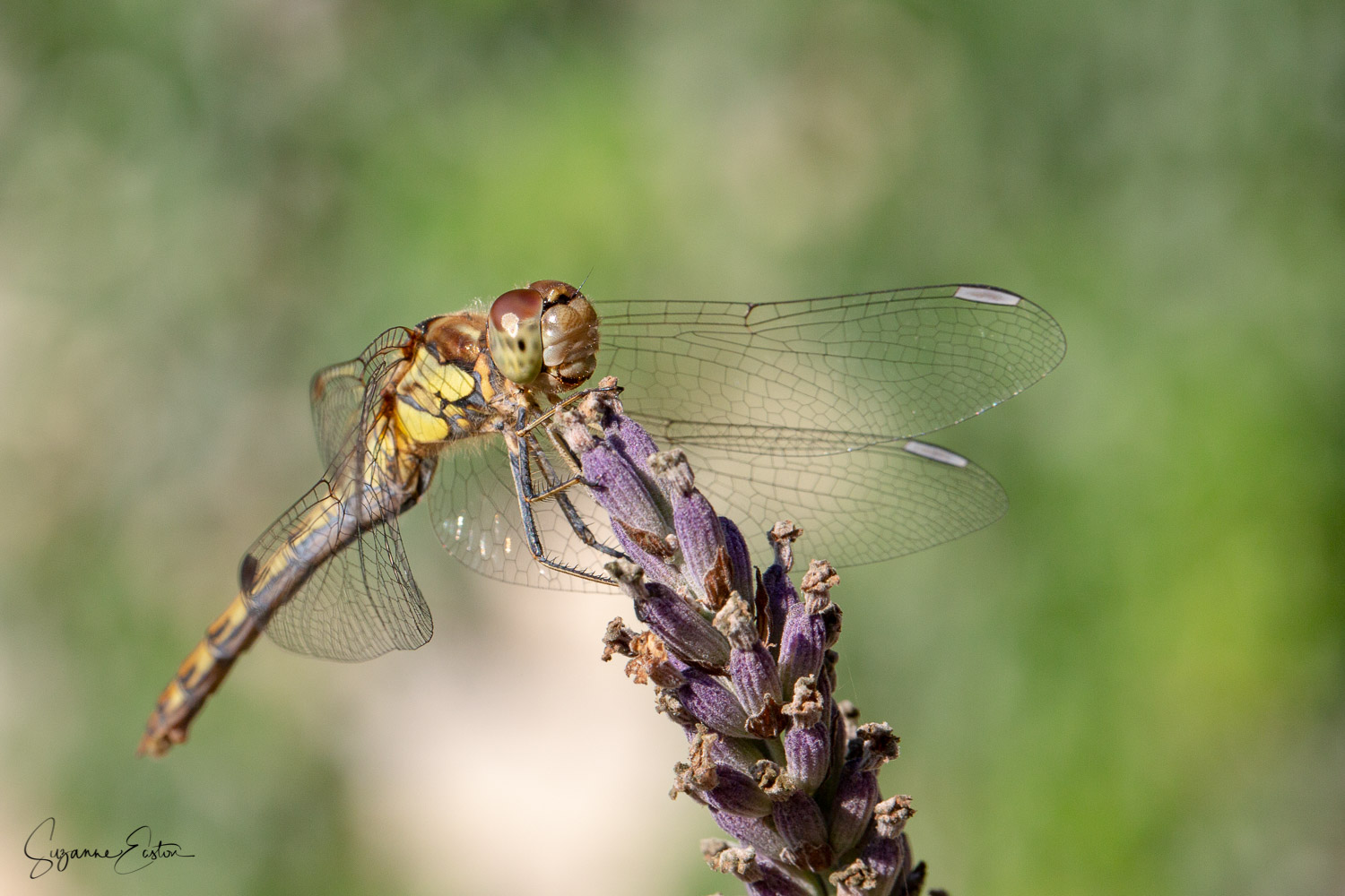 common darter