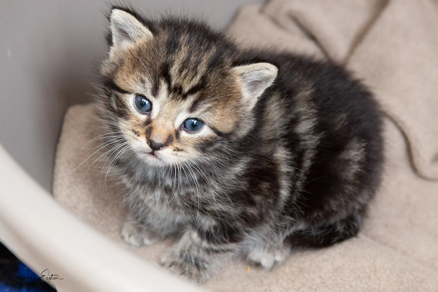 kitten-3.jpg