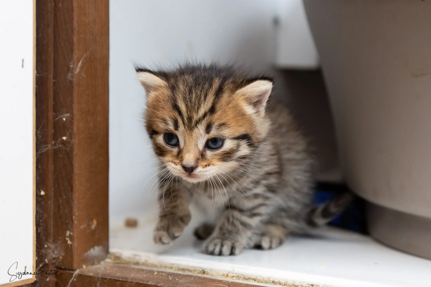 kitten-4.jpg