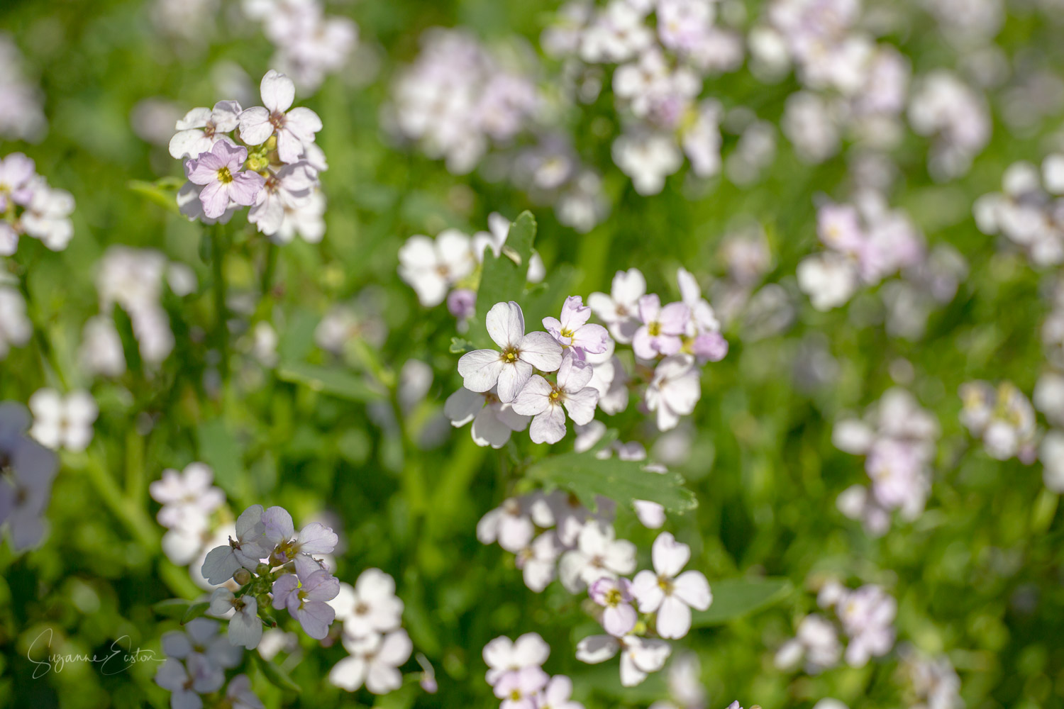 Pink sea rocket