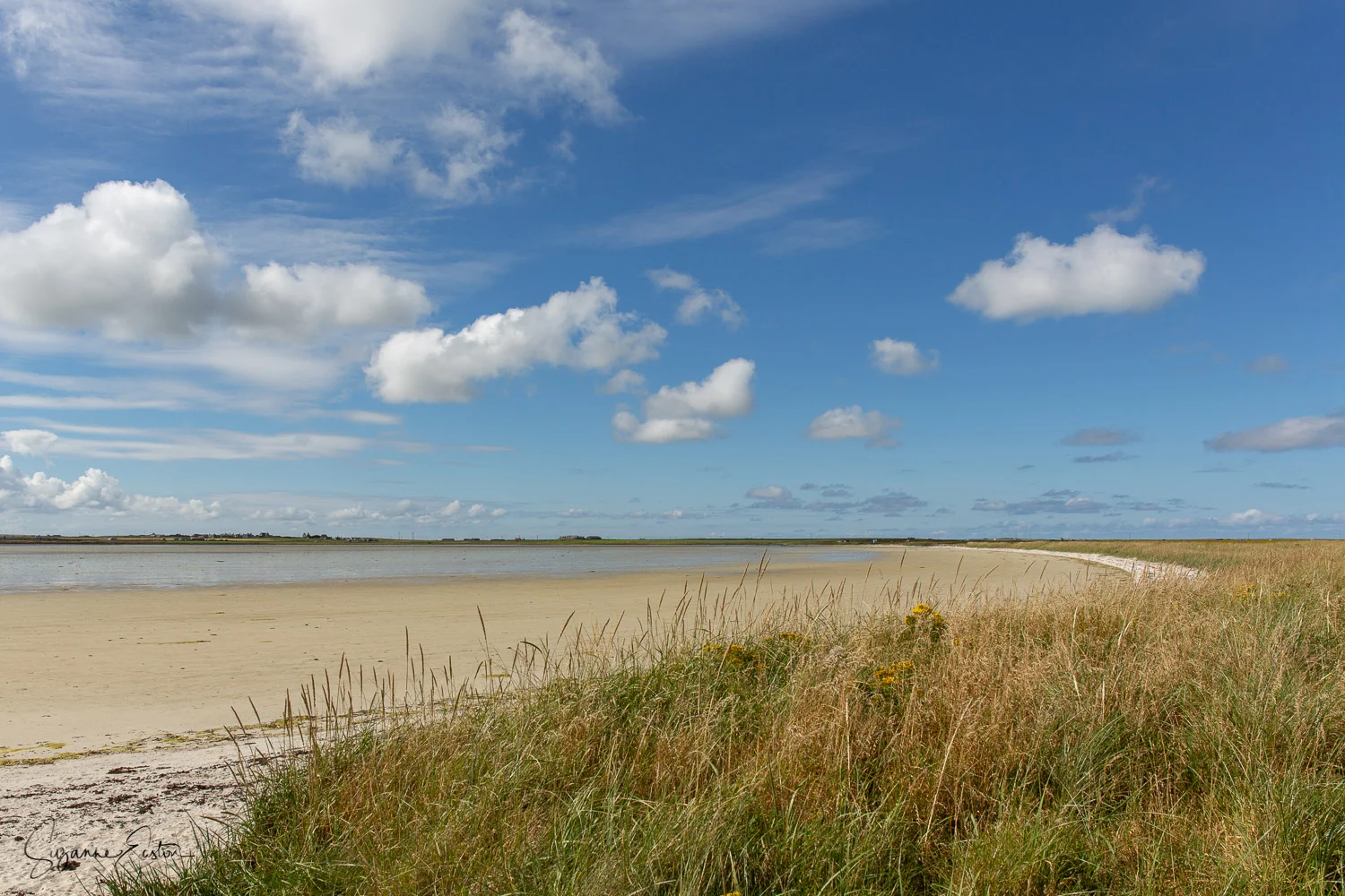 Cata sand is home to waders on the Orkney island of Sanday