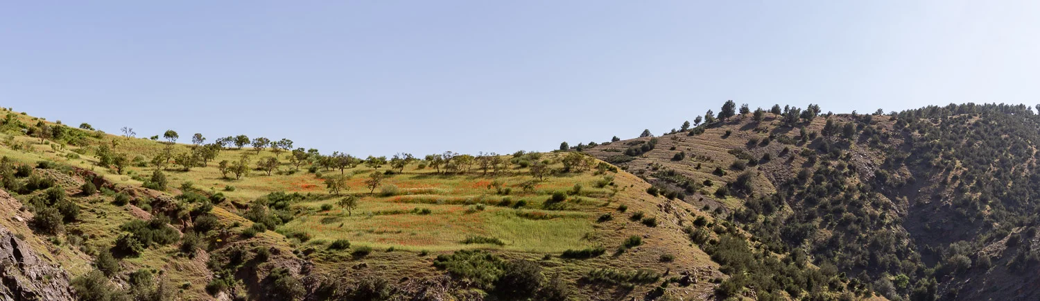 Poppies on a hillside outside of Marrakech in Morocco