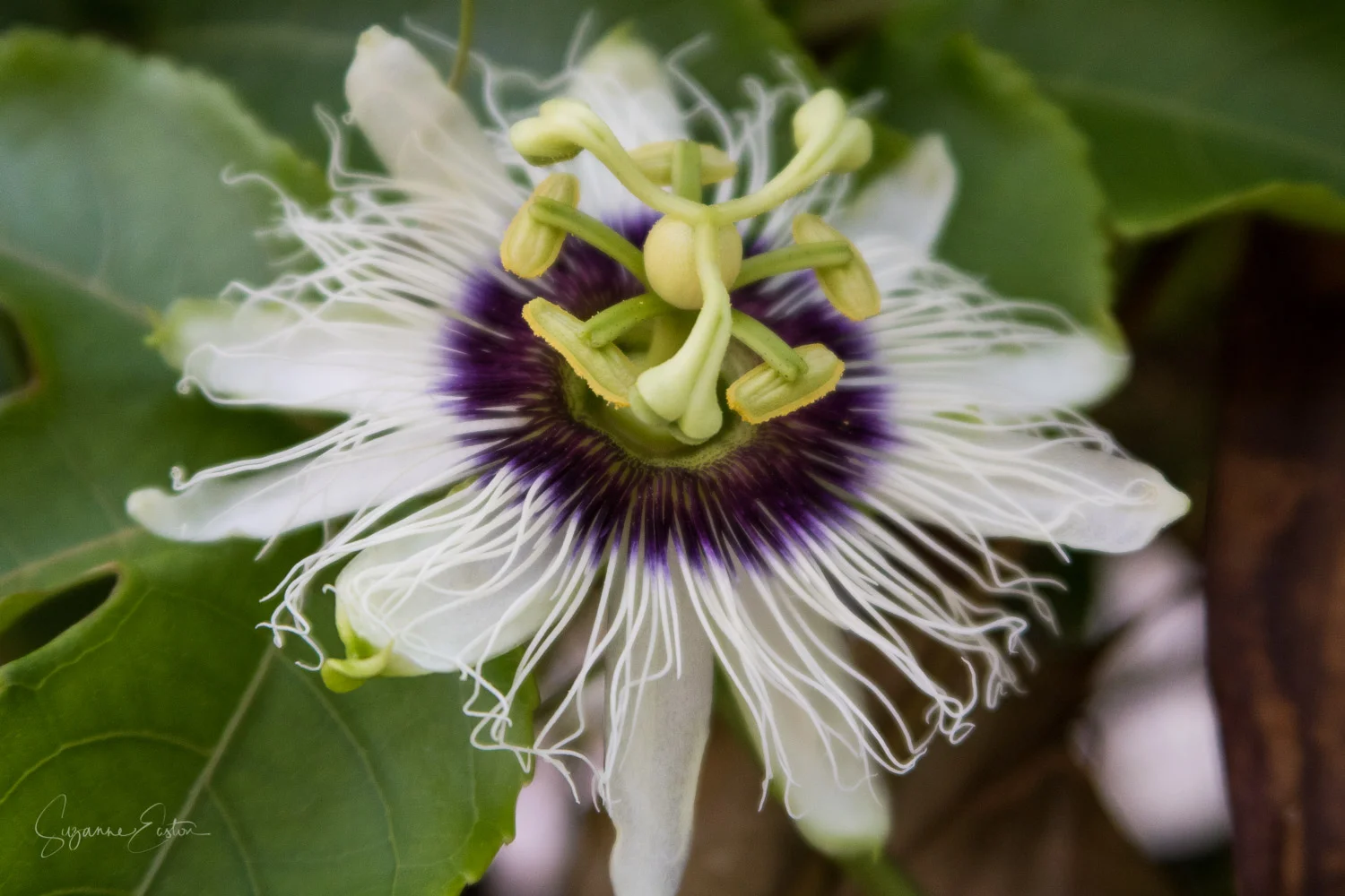 A wild flower in the Maldives