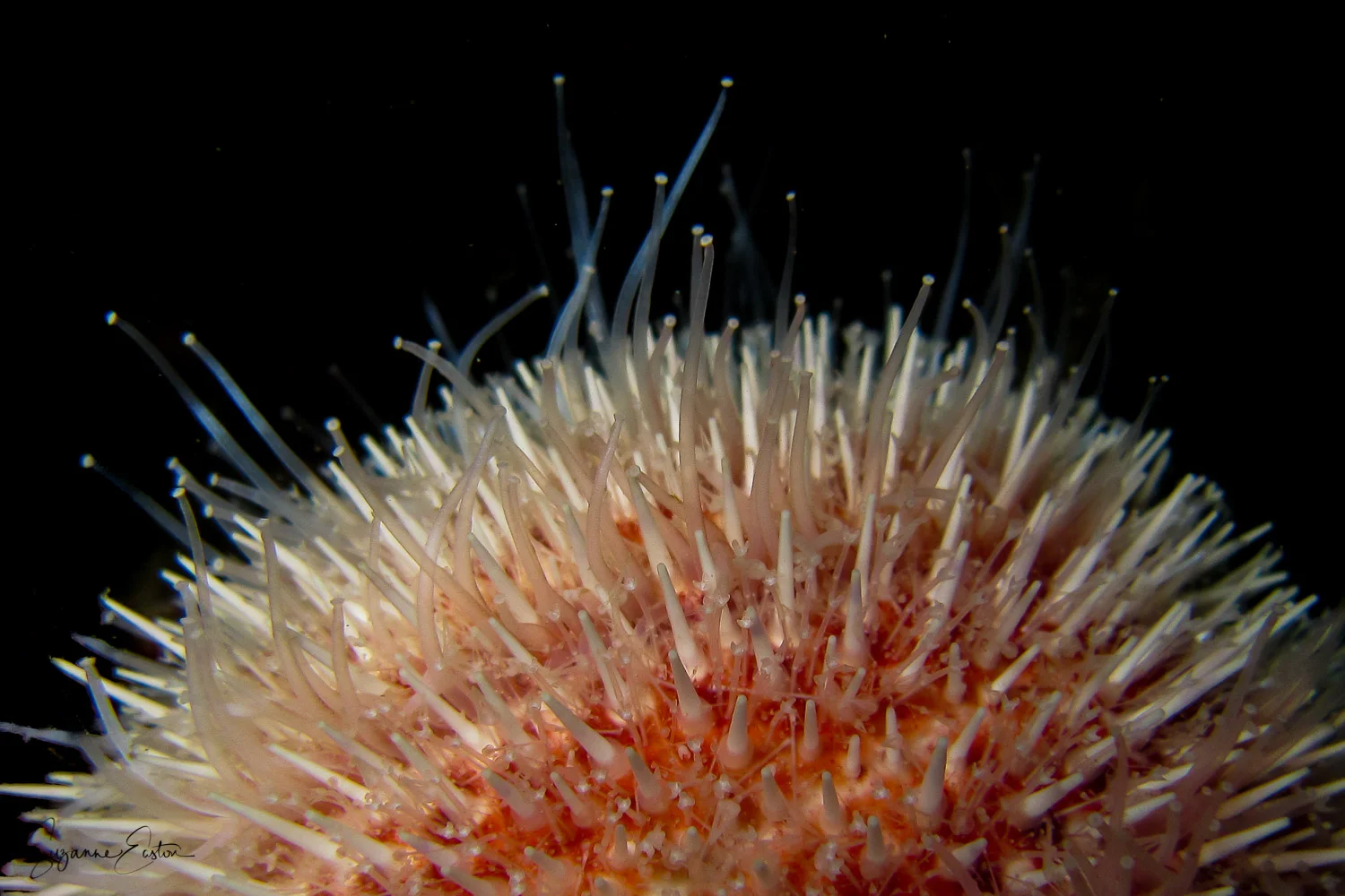 Sea Urchin More Than Just A Pretty Shell Meandering Wild
