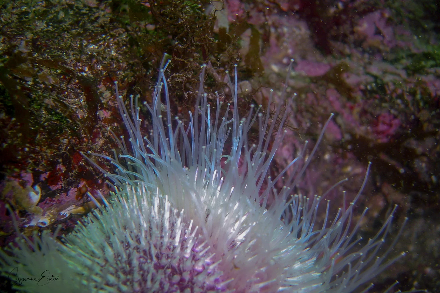 Sea Urchin More Than Just A Pretty Shell Meandering Wild