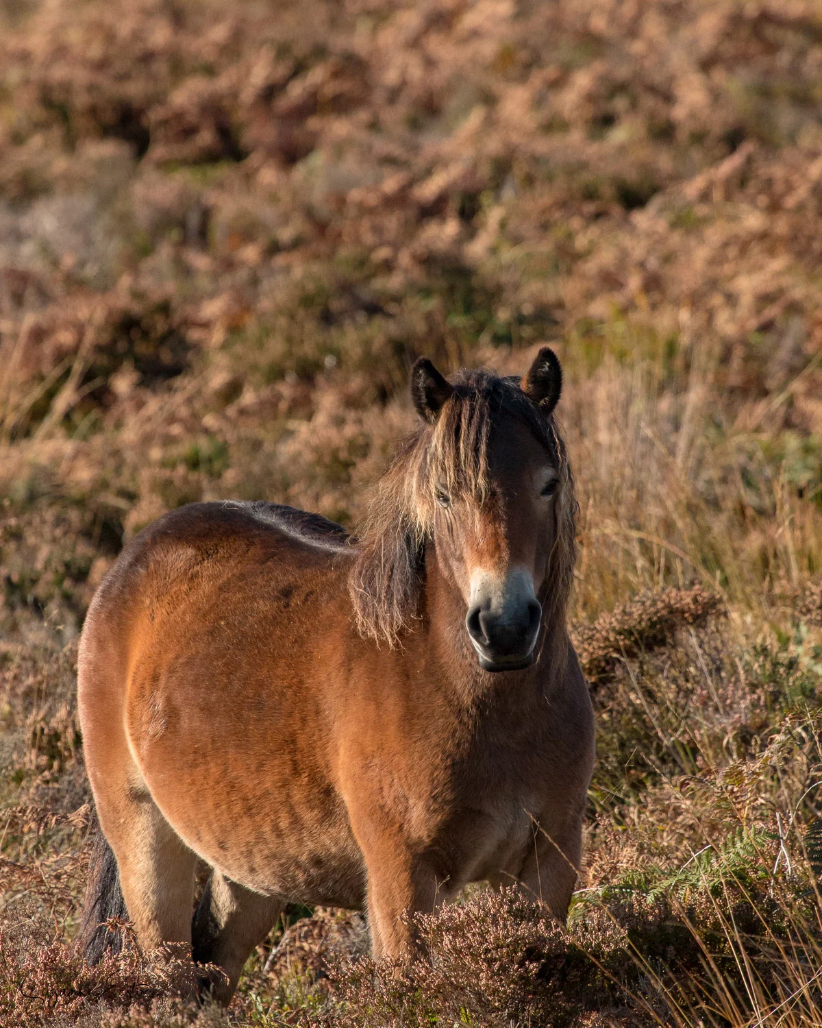 exmoor-4.jpg