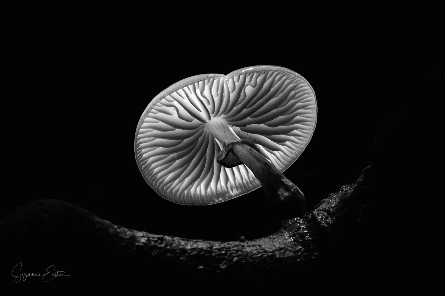 Porcelain fungus in the New Forest