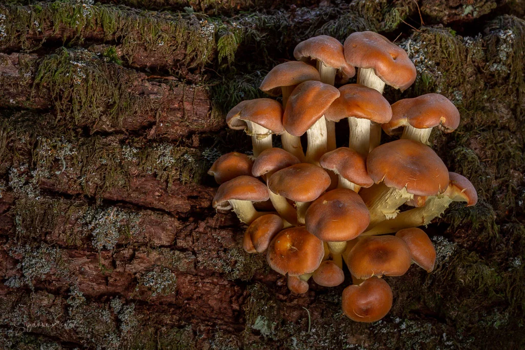 Sulphur tufts ( Hypholoma fasciculare ) on a tree trunk in the New Forest