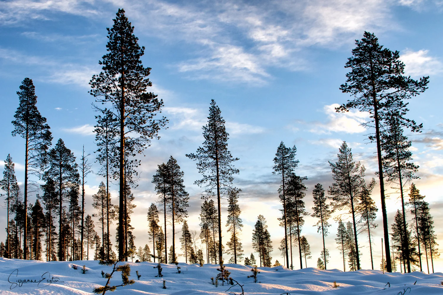 snow shadows in an arctic forest