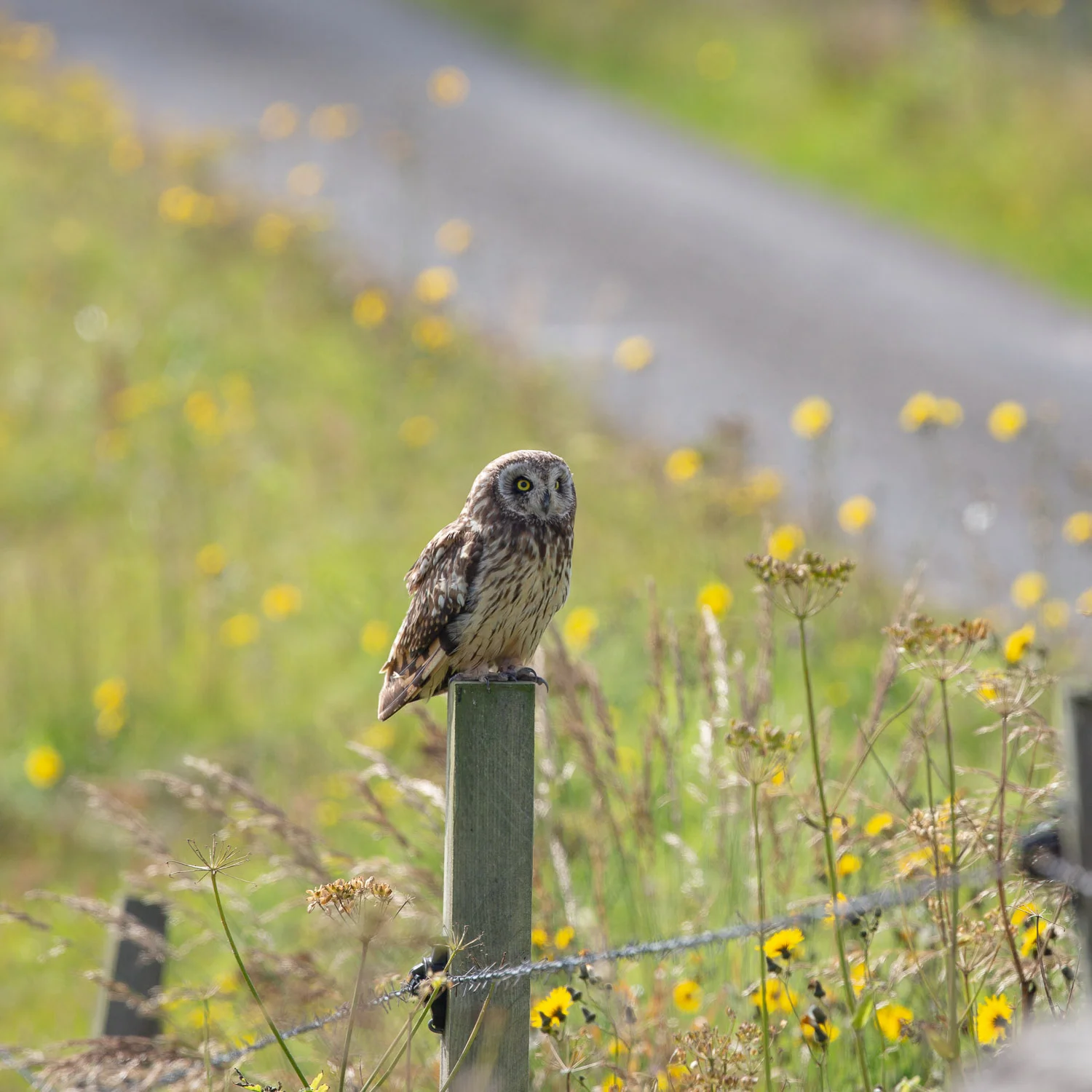 bird of prey.jpg