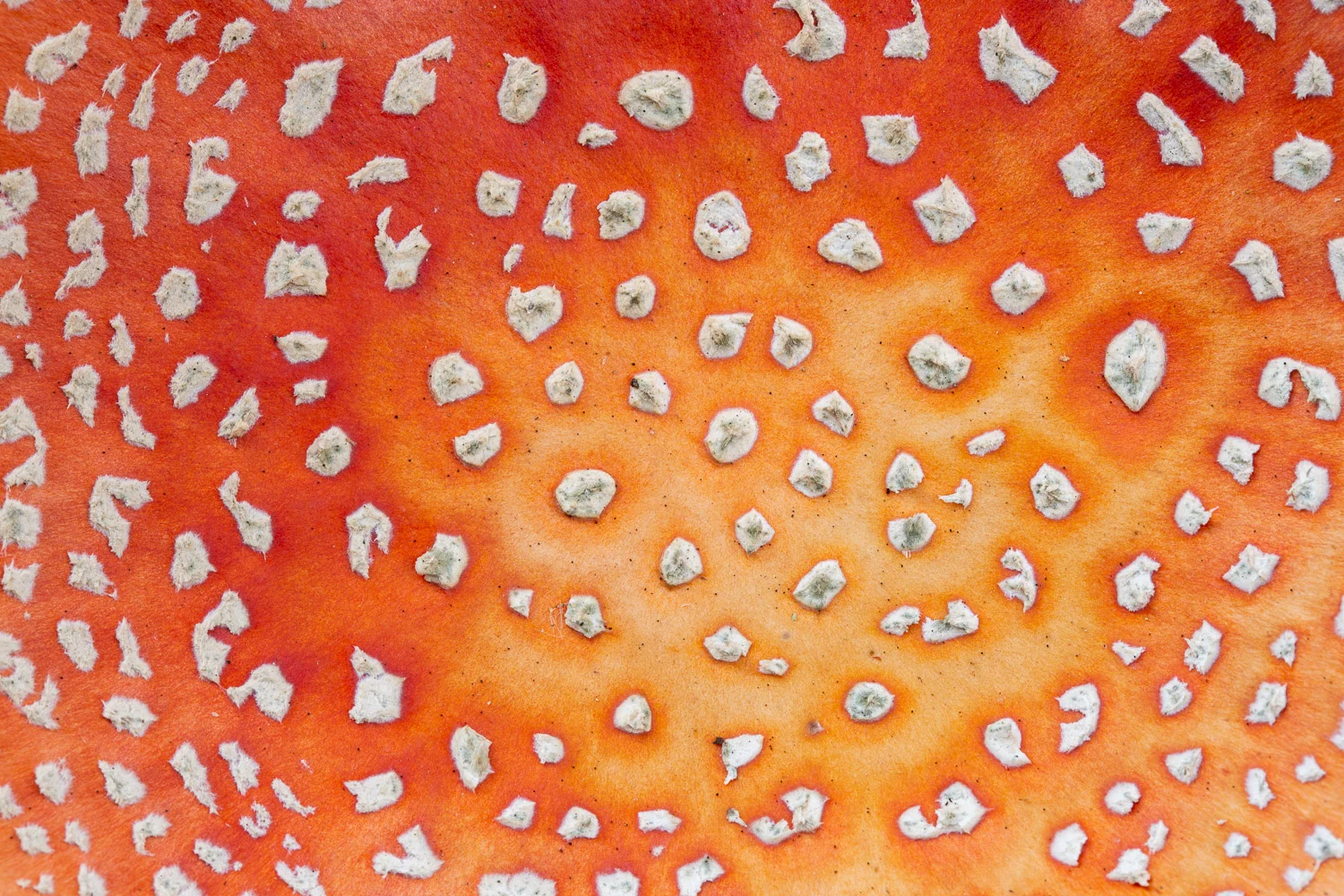 Fungi.jpg