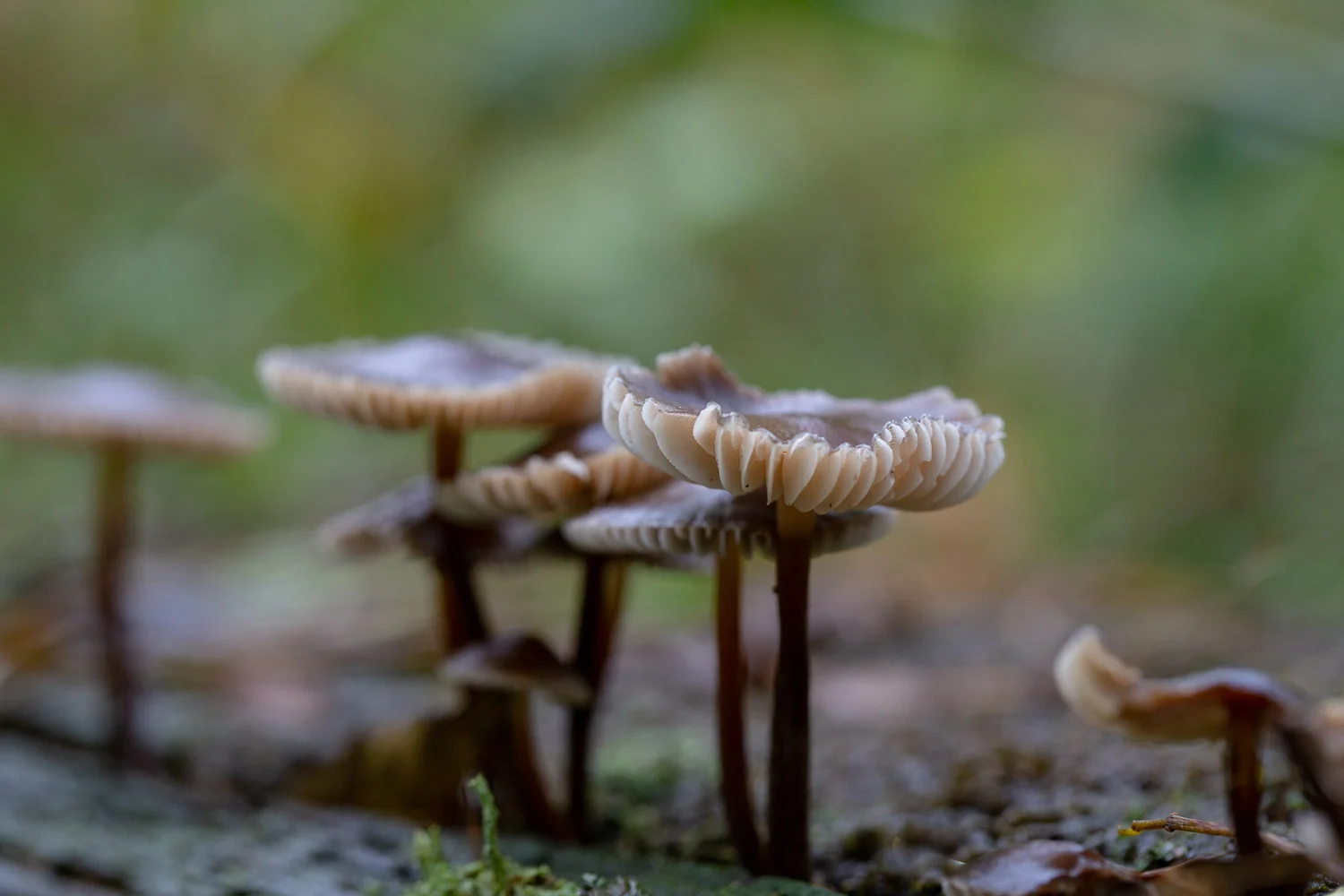 Fungi-17.jpg
